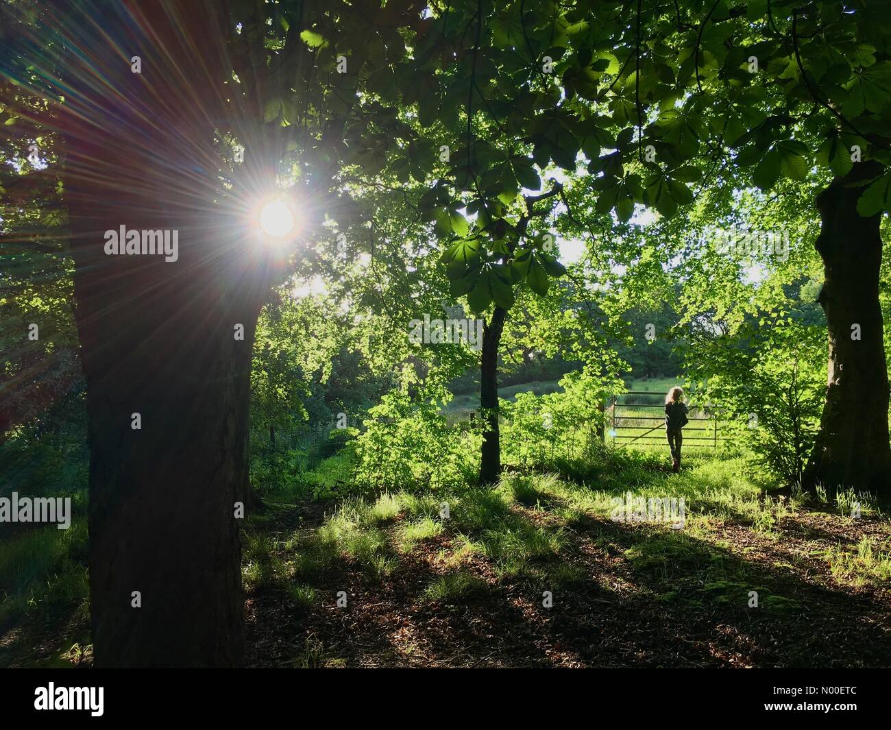 UK-Wetter: Sonnig Abend in Adlington, Lancashire. Junge Mädchen genießt sonnigen Abend in den Feldern rund um Adlington nahe Chorley Stockfoto