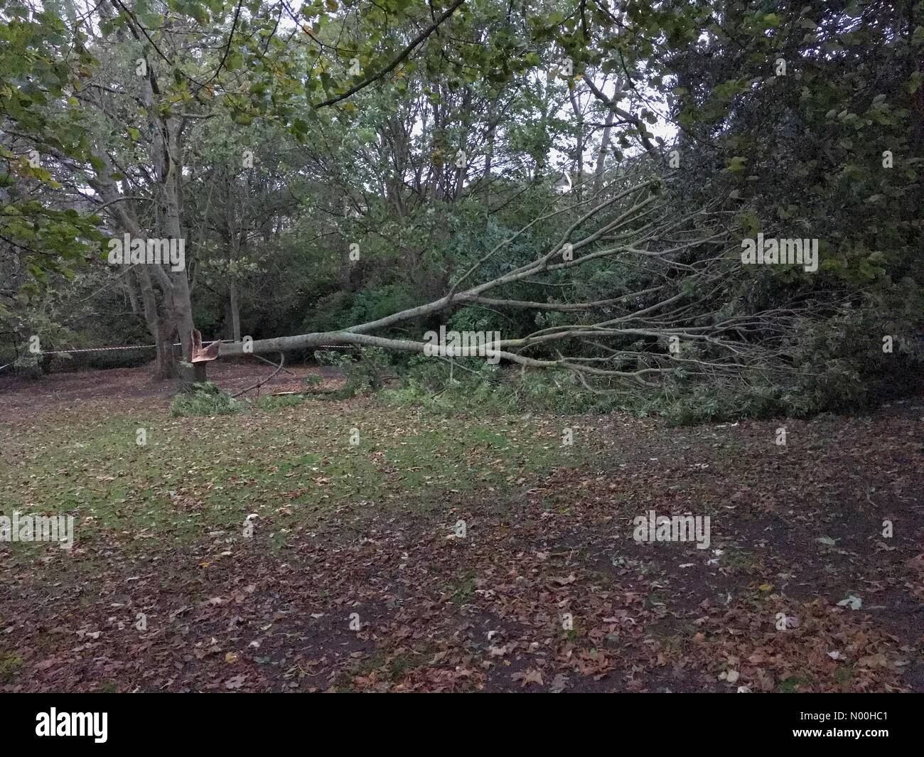 UK Wetter: Starke Winde, die mit Sturm Brian einen Baum im Grove Park, Weston-super-Mare, Großbritannien. Abgesehen davon gibt es kaum andere Schäden im Bereich so weit zu sein. Stockfoto