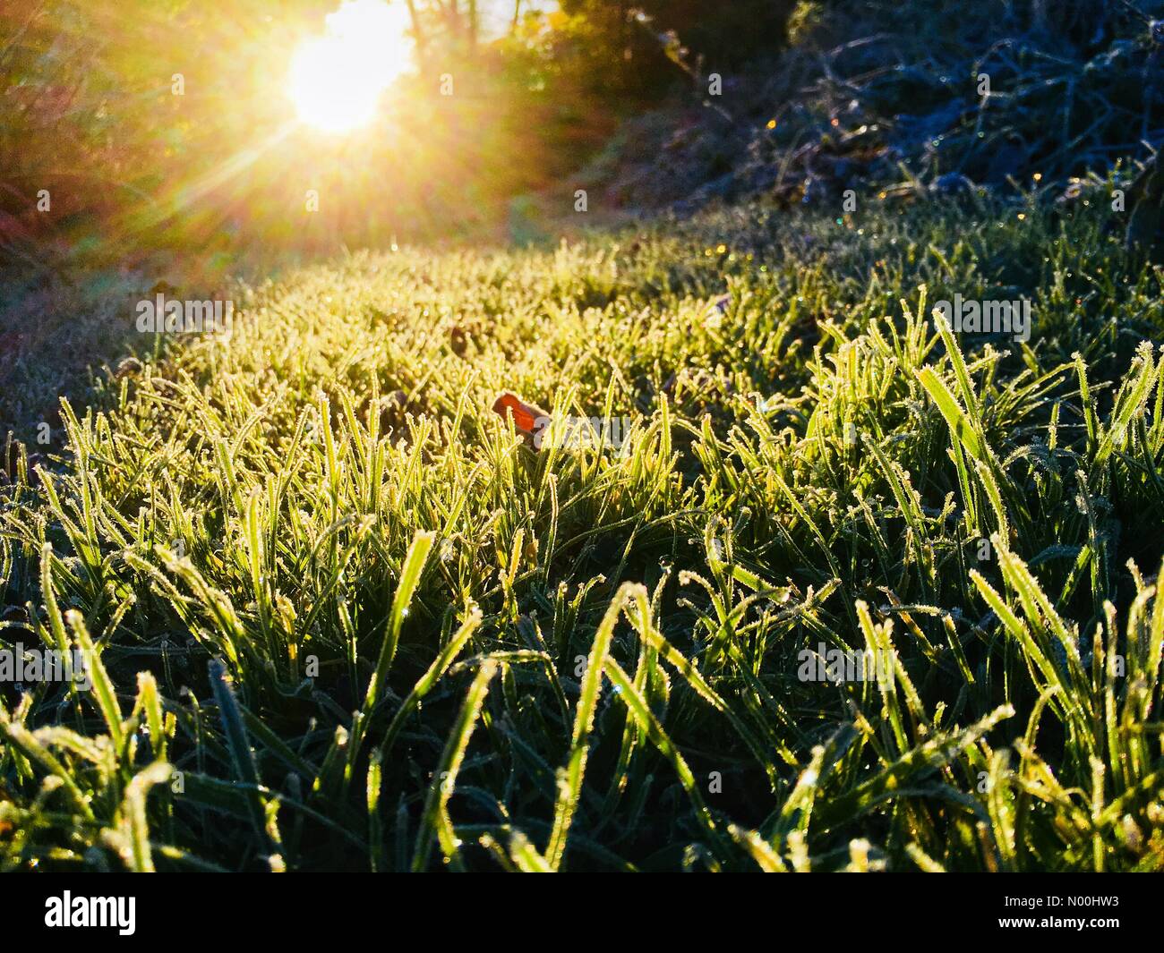 Frostiger Sonnenaufgang Herefordshire - Großbritannien November 2017 - der Sonnenaufgang über einem Rasen, der von Frost bedeckt ist, nach einer Nacht unter Null im ländlichen Herefordshire. Stockfoto