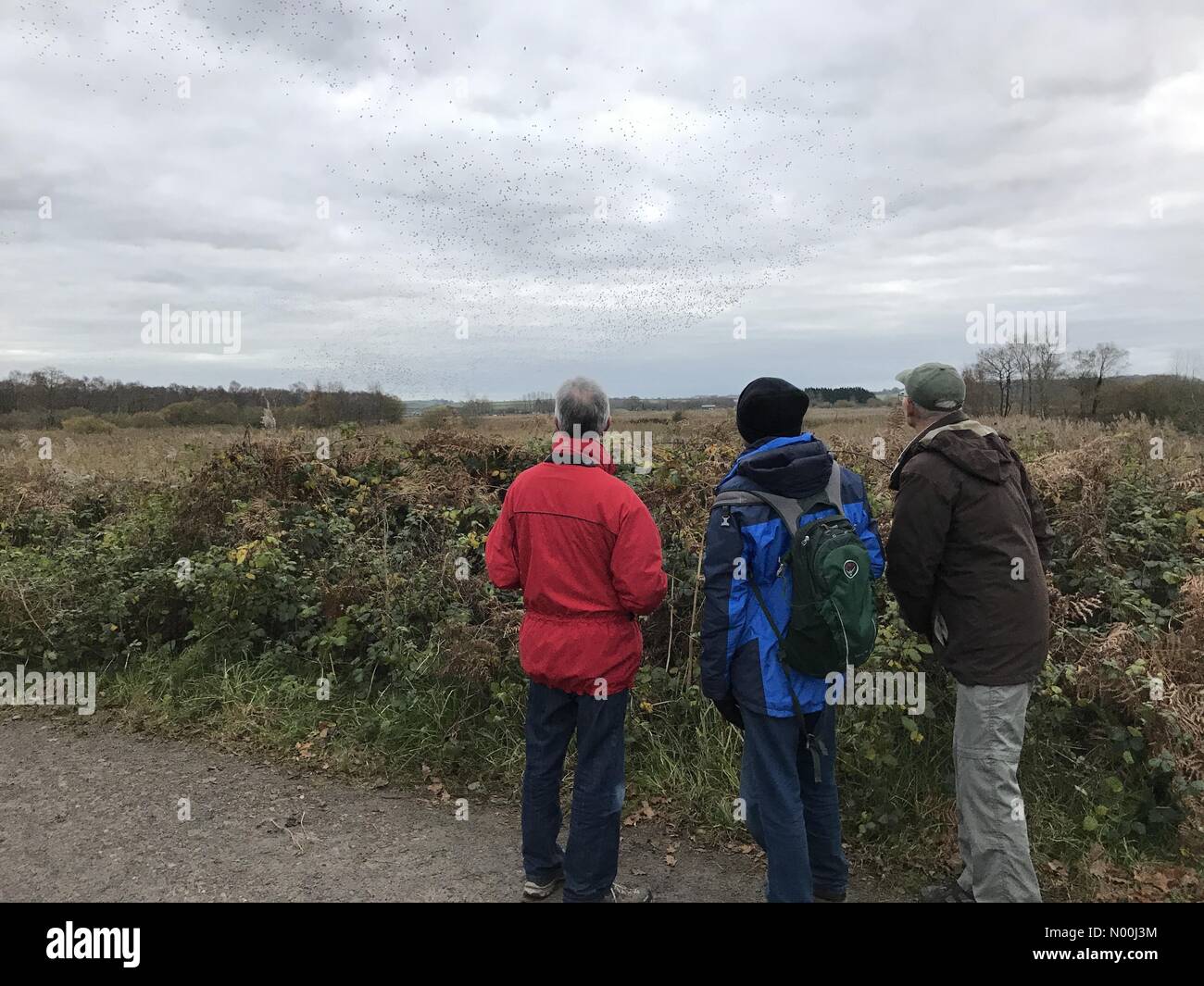 UK Wetter: 04 Dez 2017 Stumpf & bewölkt Ende der Tag im Avalon Sümpfen, Somerset, UK. Twitchers sammeln Die starling murmuration als über eine Million Vögel zu beobachten, die im Kommen in den Betten zu schlafen. Stockfoto