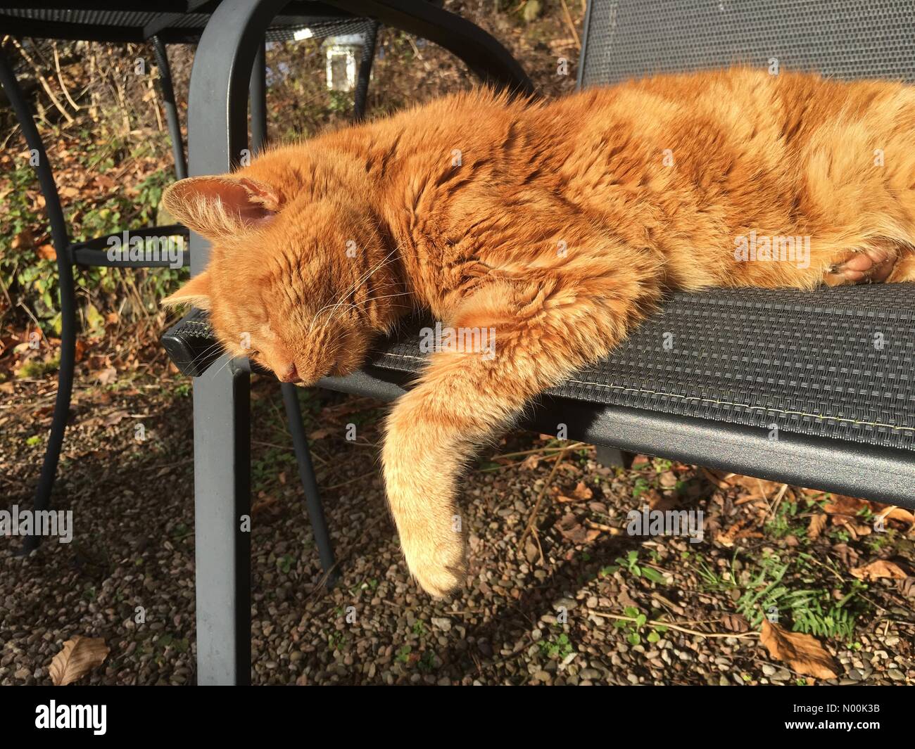 Ginger Cat Cat schlafen im Garten Stuhl Stockfoto