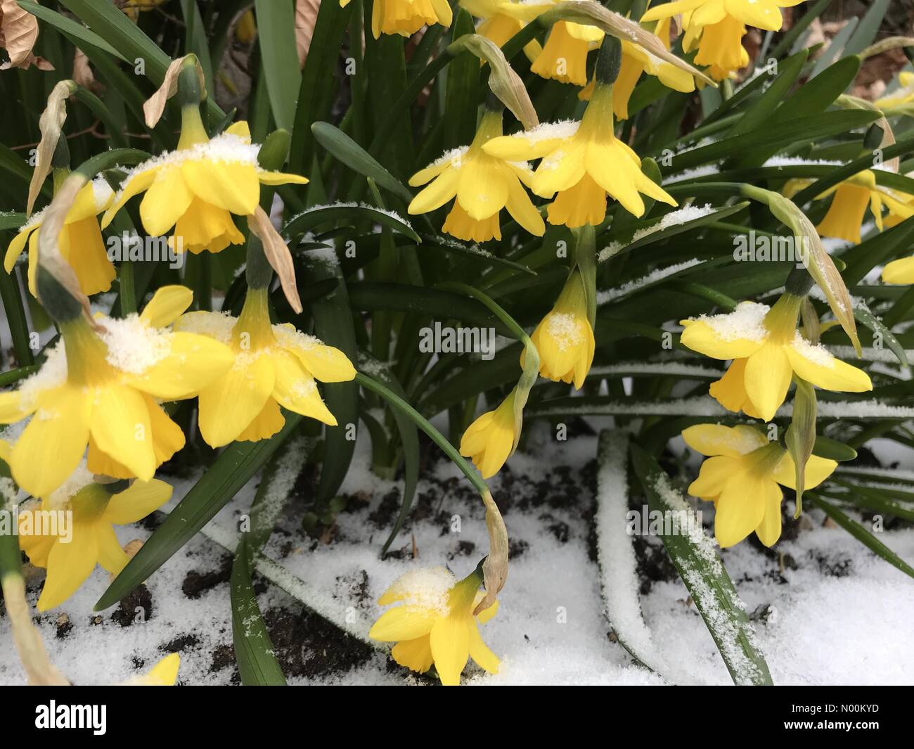 UK Wetter: 1. März 2018. Erster Tag des Frühlings und die Narzissen sind Welke unter dem Gewicht der Schnee als Sturm Emma in Sherborne, West Dorset, England bewegt sich Stockfoto