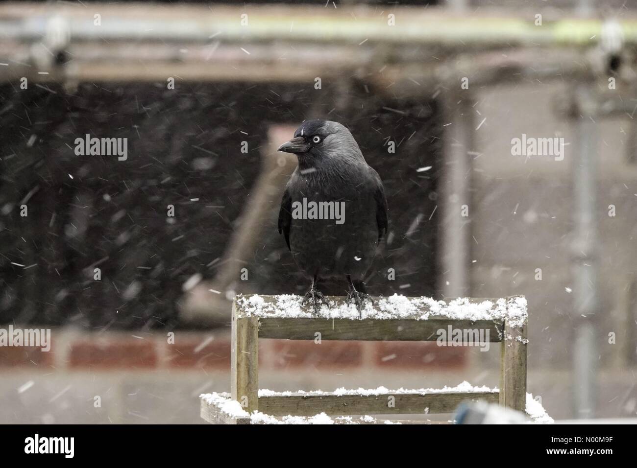 Godalming, Großbritannien, März 2018. Eine Band der schweren Schneefälle schlug die Home Counties heute Morgen. UK Wetter: Schneefall in Godalming, Surrey. Credit: jamesjagger/StockimoNews/Alamy leben Nachrichten Stockfoto