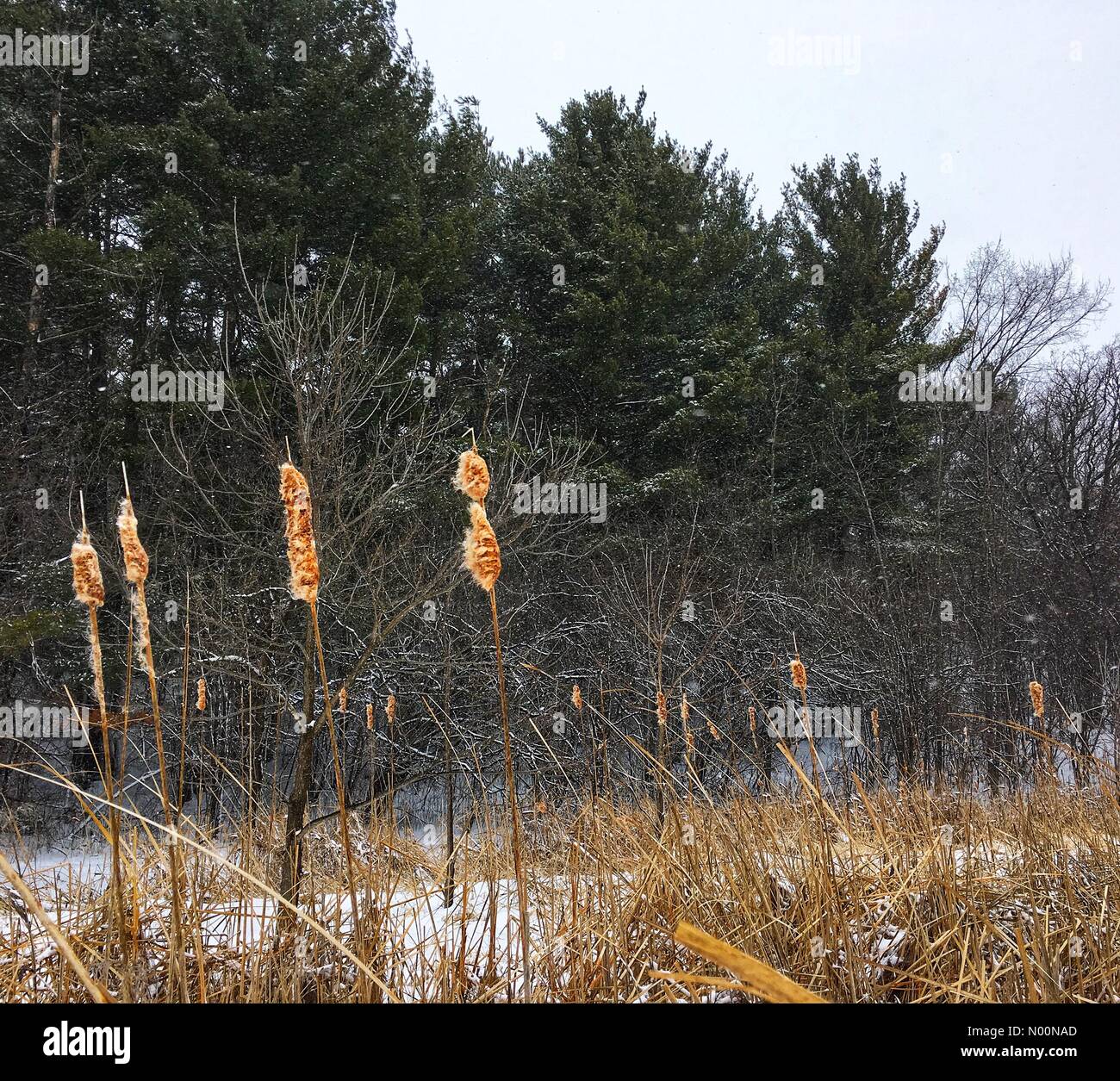 Frühling Schneesturm in Wisconsin, 15. April 2018, Schnee und Eis fallen in einem ungewöhnlichen Frühling Schneesturm in Wisconsin, die Wohnungen und Natur, DianaJ/StockimoNews/Alamy Stockfoto