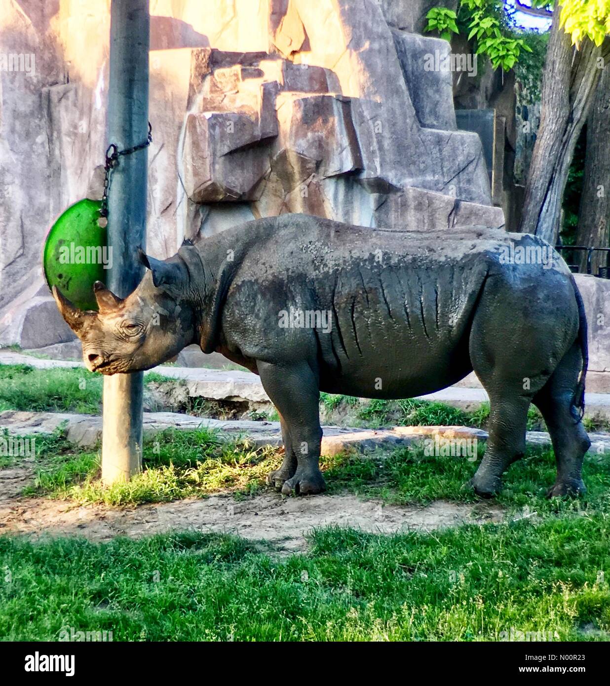 Übernachtungen im Juni an der Milwaukee County Zoo, 5. Juni 2018, Milwaukee, WI, USA, Zoo nur für Mitglieder Veranstaltung können Besucher die Tiere nach Stunden, um zu sehen, DianaJ/StockimoNews/Alamy Stockfoto