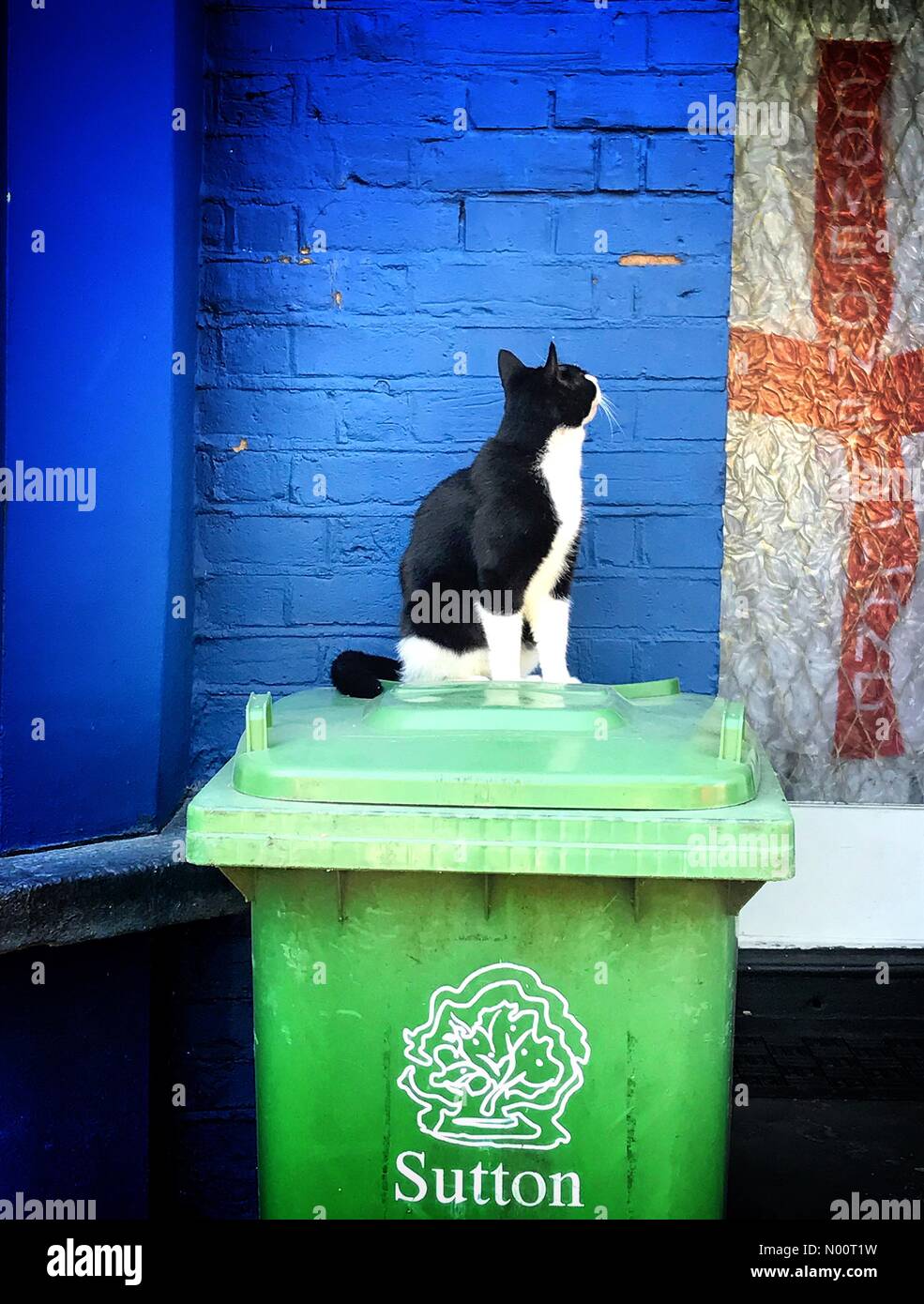 Carshalton, UK. 03 Juli, 2018. London Borough von Sutton cat unterstützt England für heute Abend Spiel gegen Kolumbien an der WM 2018 Quelle: Richard1/StockimoNews/Alamy leben Nachrichten Stockfoto