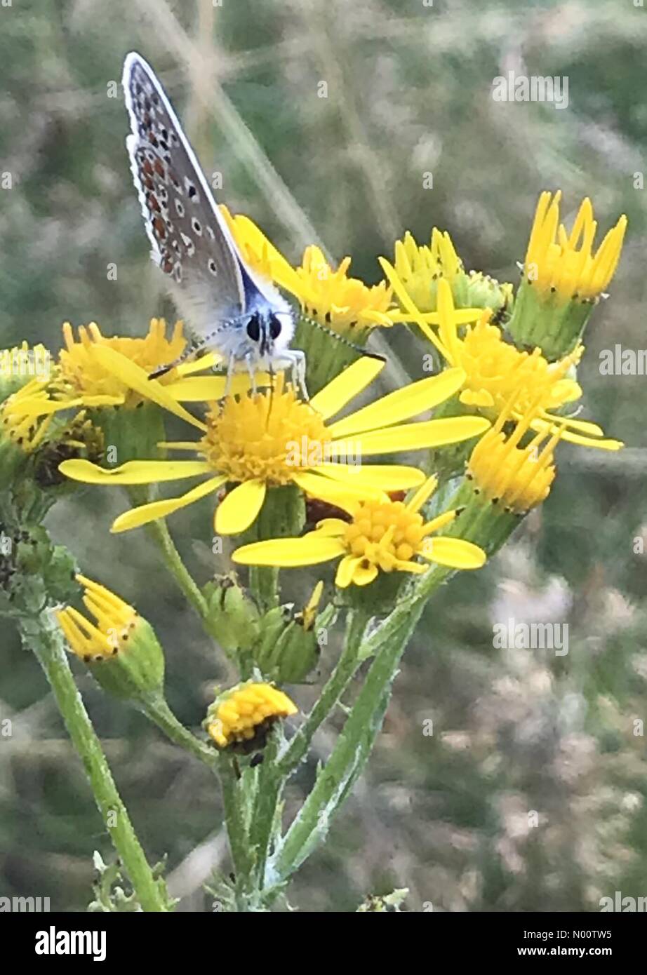 Großer Schmetterling zählen weiterhin, Brindley Heide, Staffordshire. Mo. 23. Juli. Brindley Heide, Staffordshire, Großbritannien. Der große Schmetterling zählen weiterhin 20. Juli - 12. August. Eine gemeinsame Blauer Schmetterling sitzt auf Ragwort in ein Staffordshire Feld. Credit: khaly/StockimoNews/Alamy leben Nachrichten Stockfoto