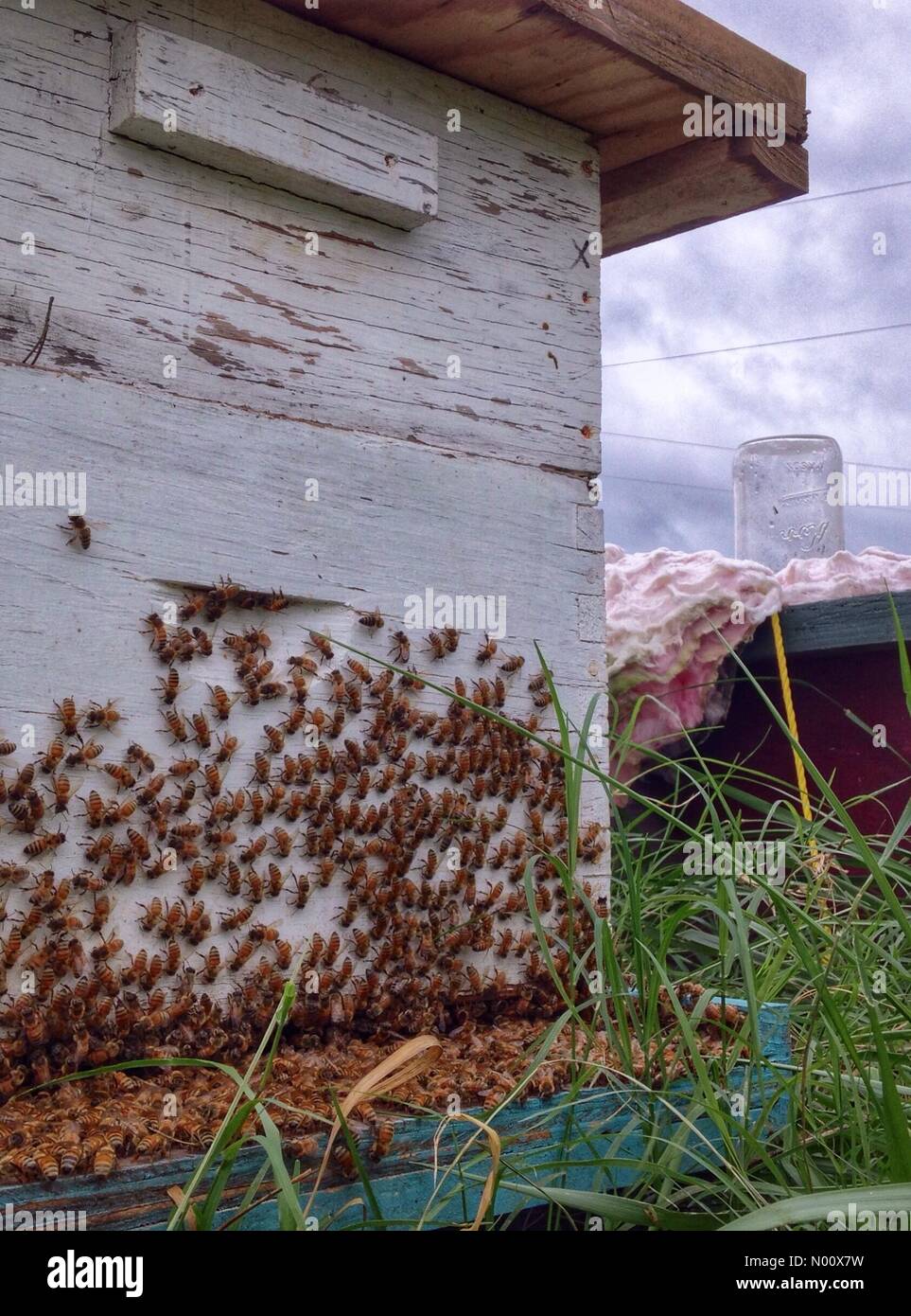 China Grove, USA. 14. September 2018. Honigbienen Cluster an Ihren super in Erwartung der Ankunft des tropischen Sturms Florenz auf einem Bauernhof in China Grove, North Carolina um 6:00 Uhr am 14. September 2018 Quelle: Naveed/StockimoNews/Alamy leben Nachrichten Stockfoto