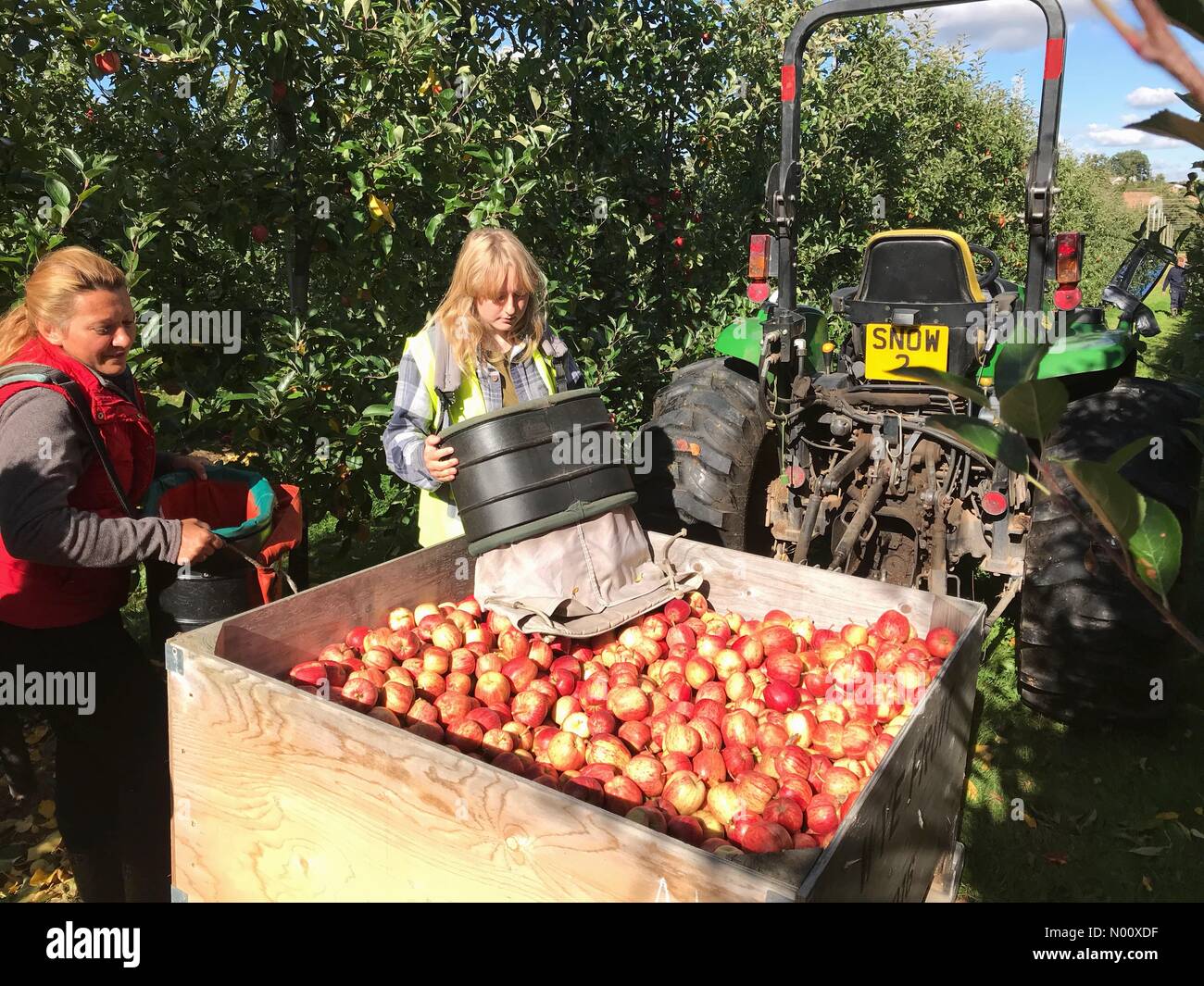 Apfelernte an Suckley Worcestershire UK-EU Saisonarbeiter Kommissionierung Gala Äpfel im Herbst Sonnenschein an Stocks Farm Worcestershire. Stockfoto