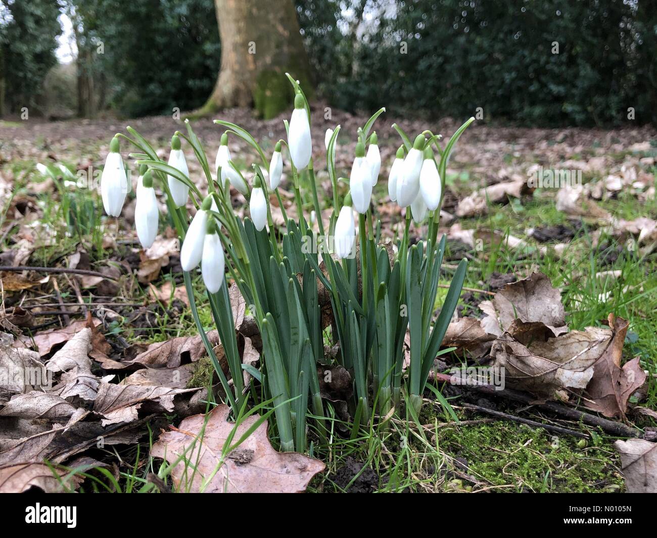 St Albans, Hertfordshire. 19. Jan 2019. UK Wetter: Schneeglöckchen in der Blüte im Winter Szene St Albans Januar 2019 Credit: anakinscattykin/StockimoNews/Alamy leben Nachrichten Stockfoto