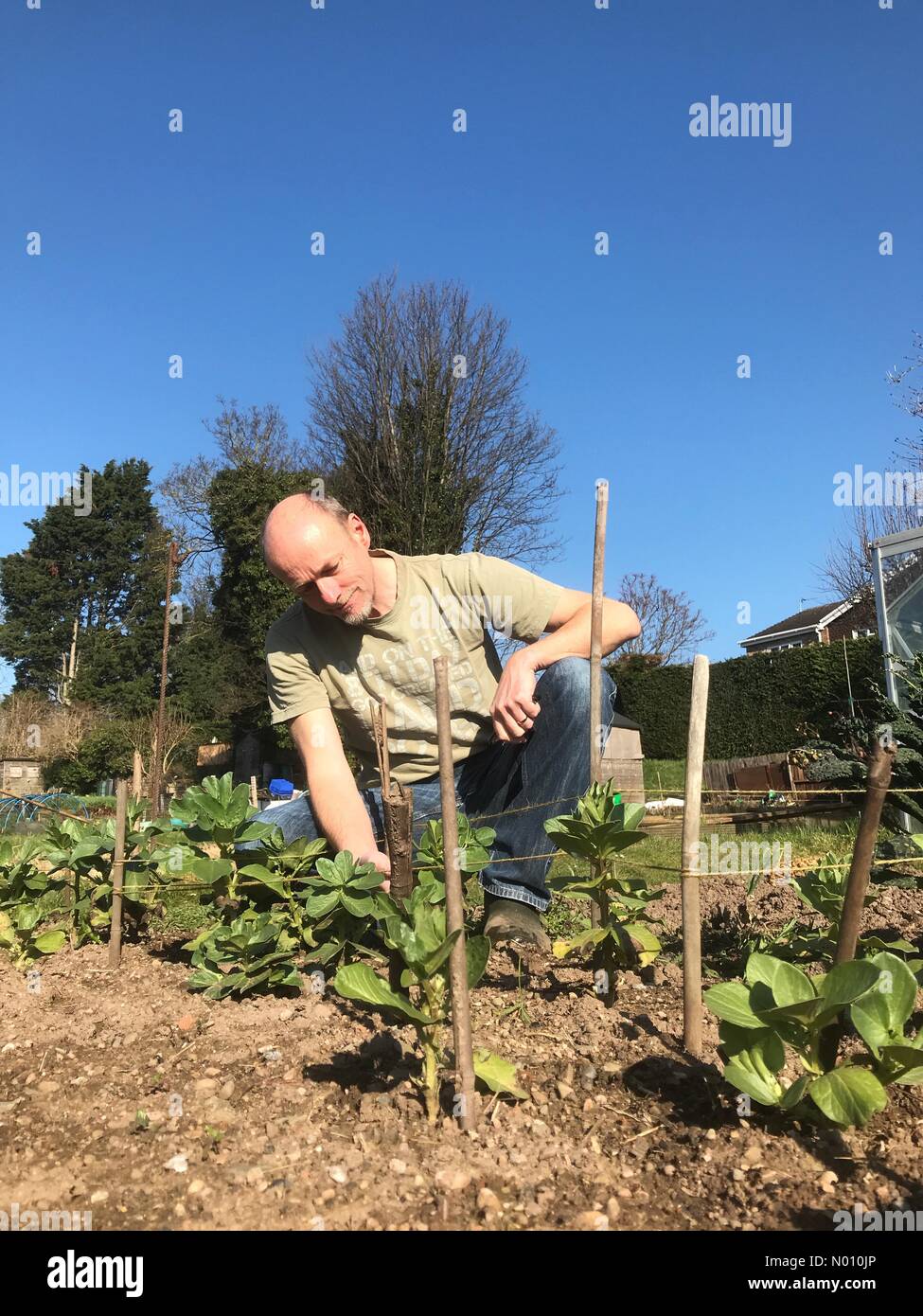 Eine Zuteilung Gärtner prüft seine frühe Sorte Bohnen an einem warmen sonnigen Tag im März 2019 Herefordshire mit lokalen temps von 17 C. Stockfoto