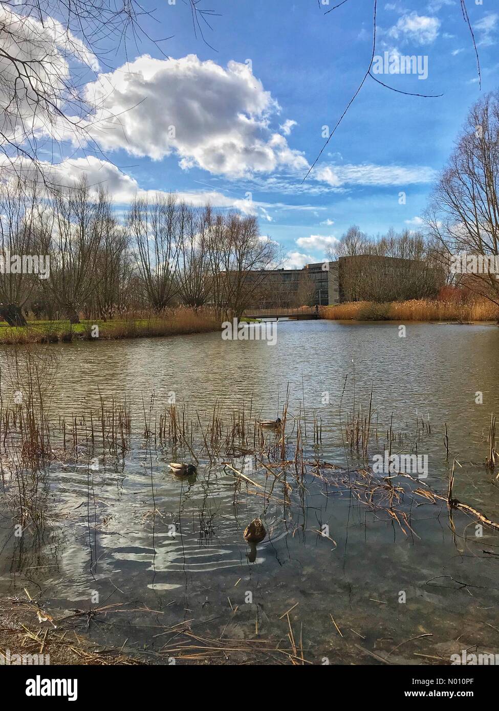 UK Wetter: blauer Himmel mit weißen Wolken, kalt mit einer Brise in Reading, Großbritannien. Stockfoto