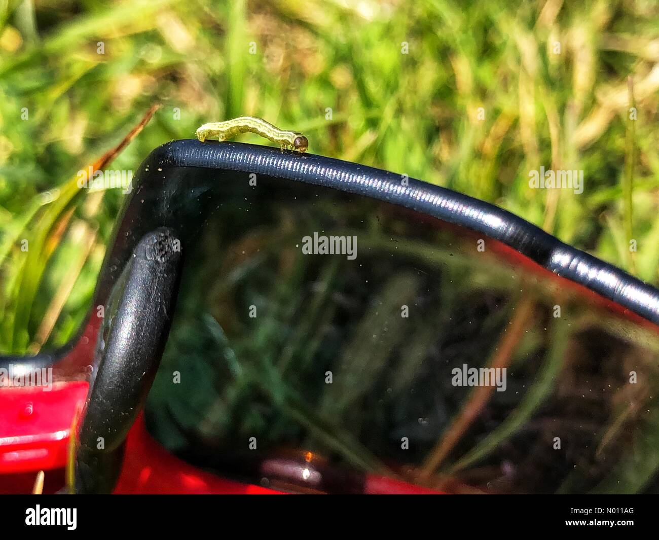 Winter moth Caterpillar kann ein erheblicher Verlust an Wald führen. Die Ostern warme Wetter verursachte Frisch geschlüpfte Larven auf Seide Threads von Bäumen und in diesem Fall zu fallen, auf Sonnenbrille fahren, England Stockfoto