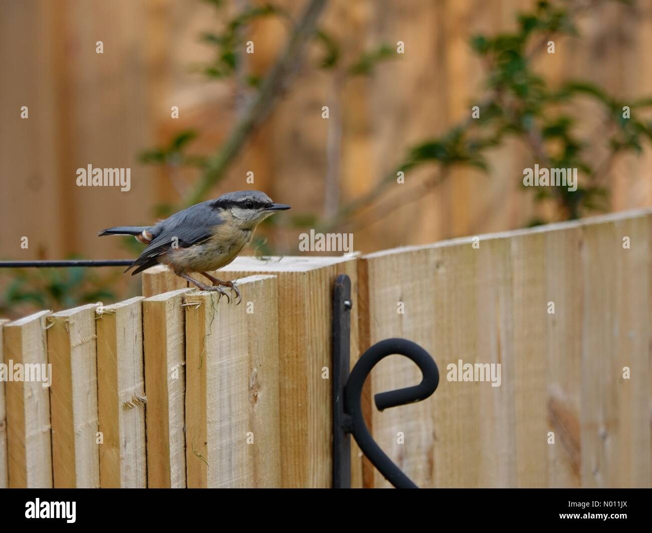 UK Wetter: Sonnig in Godalming. Sycamore Avenue, Godalming. 23. Juni 2019. Sonnige Abschnitte auf der Startseite Grafschaften an diesem Morgen. Ein gewordener Vogel Kleiber in einem Garten in Godalming, Surrey. Credit: jamesjagger/StockimoNews/Alamy leben Nachrichten Stockfoto