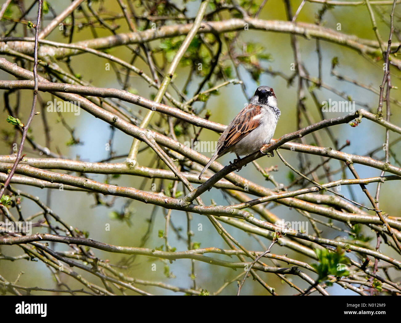Godalming, Großbritannien. April 2020. Wetter in Großbritannien: Sonnig in Godalming. The Burys, Godalming. April 2020. Ein schöner sonniger Tag in den Home Counties. Ein Pfeil am Fluss Wey in Godalming, Surrey. Credit: Jamesjagger / StockimoNews / Alamy Live News Stockfoto