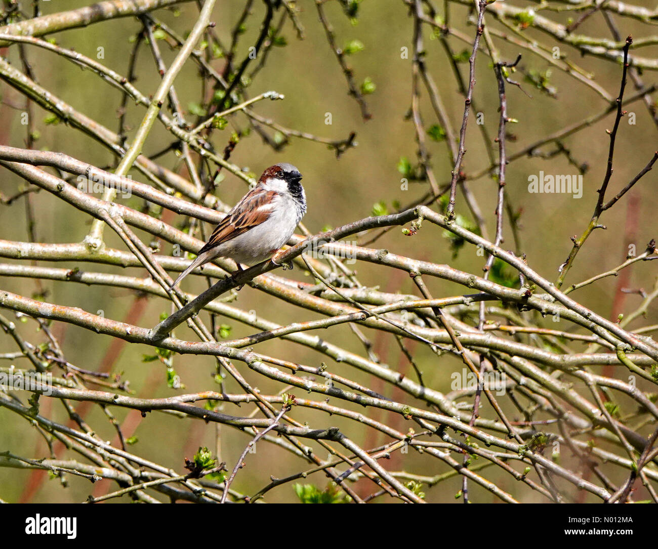 Godalming, Großbritannien. April 2020. Wetter in Großbritannien: Sonnig in Godalming. The Burys, Godalming. April 2020. Ein schöner sonniger Tag in den Home Counties. Ein Hauspfeil am Fluss Wey in Godalming, Surrey. Credit: Jamesjagger / StockimoNews / Alamy Live News Stockfoto