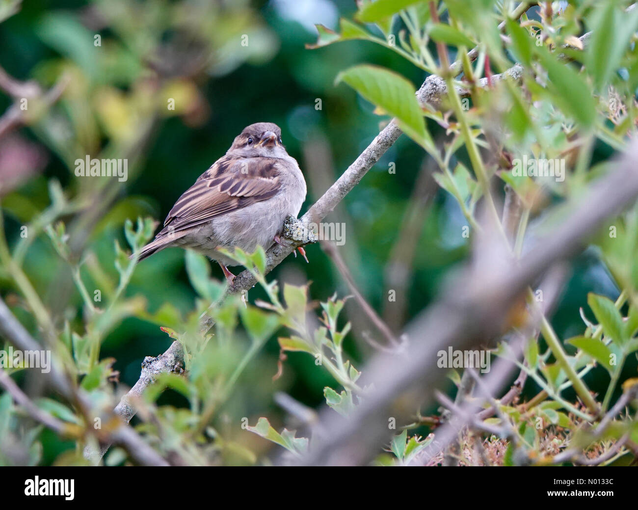 UK Wetter: Wolkig in Godalming. Die Burys, Godalming. Juni 2020. Kühles und bewölktes Wetter in den Heimatgatten. Ein Haussperling am Fluss Wey in Godalming in Surrey. Kredit: Jamesjagger/StockimoNews/Alamy Live News Stockfoto