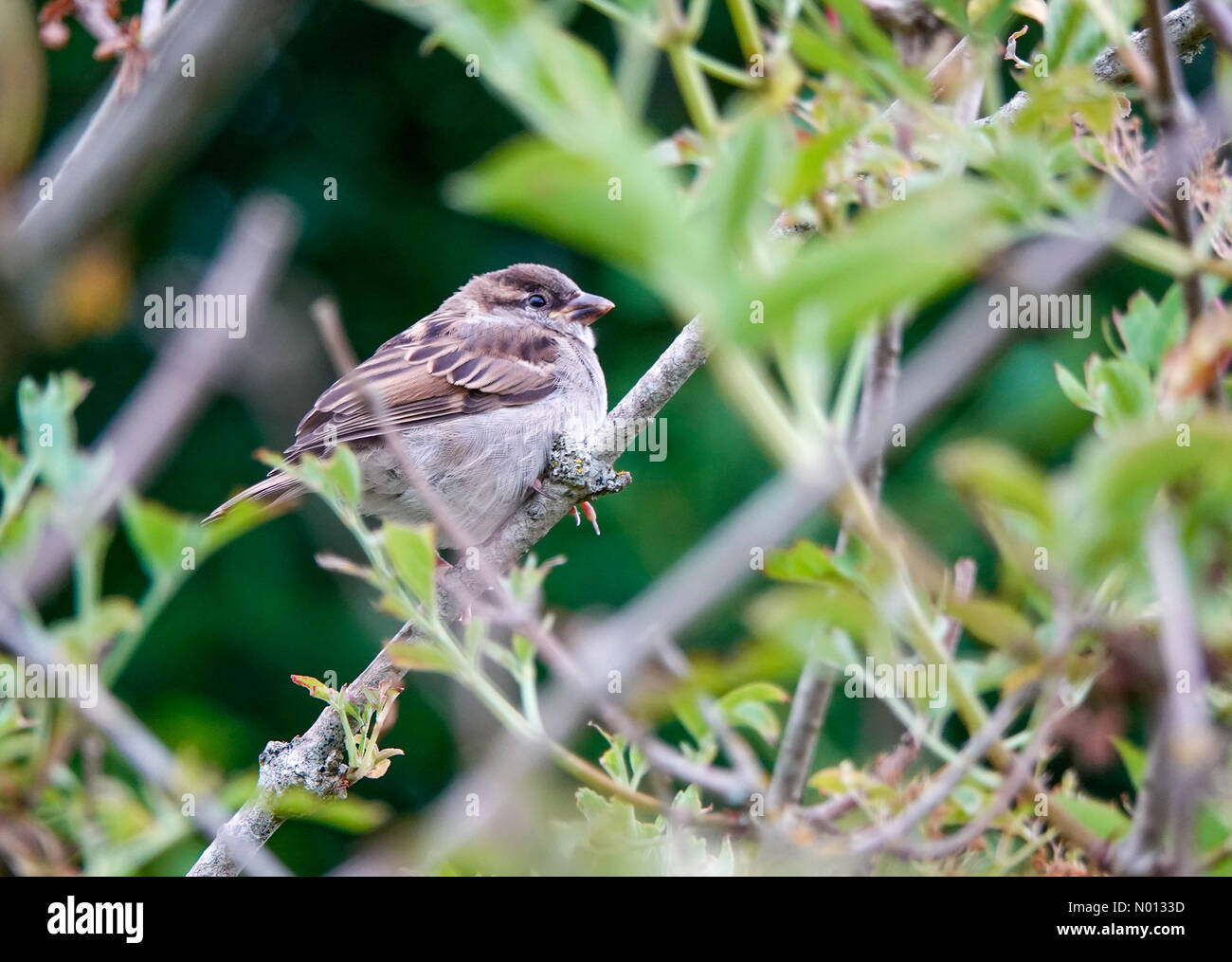 UK Wetter: Wolkig in Godalming. Die Burys, Godalming. Juni 2020. Kühles und bewölktes Wetter in den Heimatgatten. Ein Haussperling am Fluss Wey in Godalming in Surrey. Kredit: Jamesjagger/StockimoNews/Alamy Live News Stockfoto