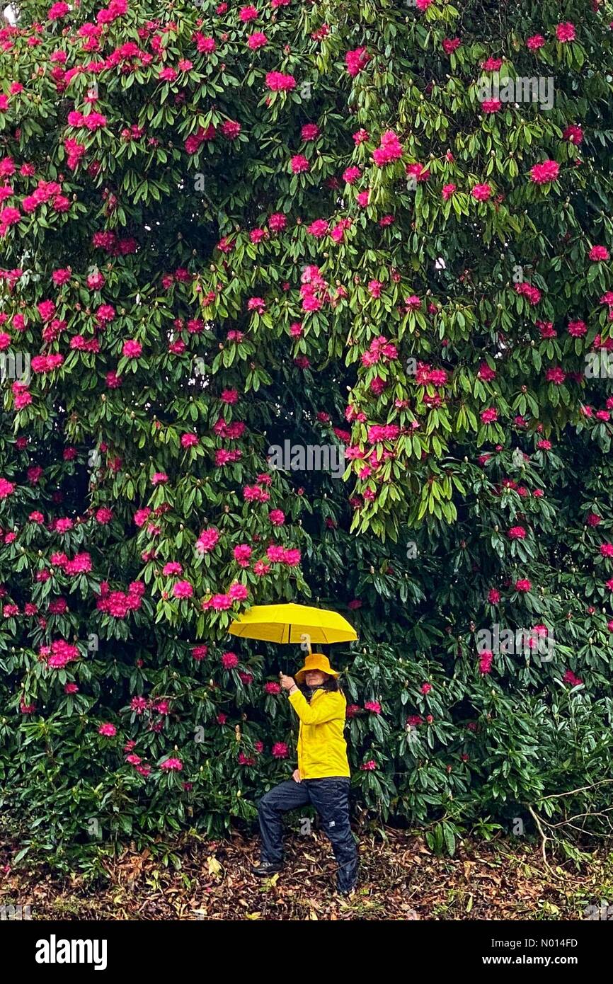 Haldon Wald in Devon. März 2021, 26th. UK Wetter: Rhododendron in Early Bloom on wet windy day at Haldon Forest in Devon Credit: Nidpor/StockimoNews/Alamy Live News Stockfoto