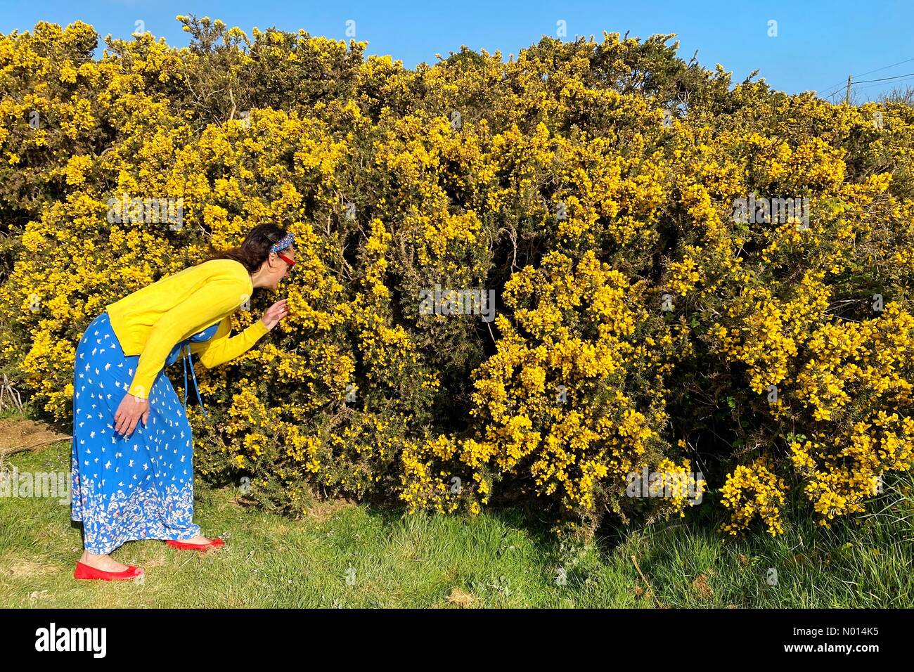 UK Wetter: Farbenfrohe Gorse-Blüten für Raich Keene unter blauem Himmel in Trevellas, Cornwall Credit: Nidpor/StockimoNews/Alamy Live News Stockfoto