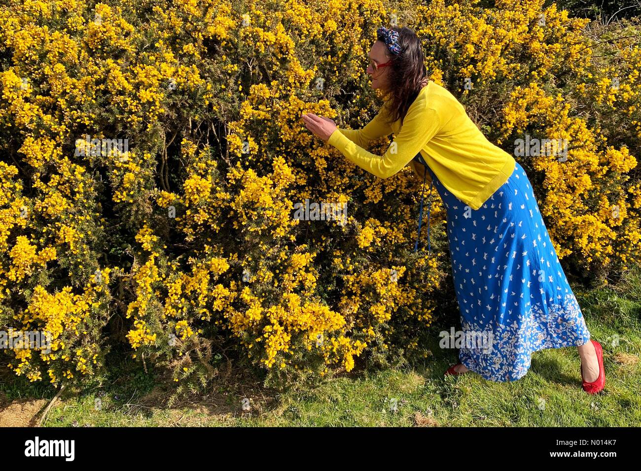 UK Wetter: Farbenfrohe Gorse-Blüten für Raich Keene unter blauem Himmel in Trevellas, Cornwall Credit: Nidpor/StockimoNews/Alamy Live News Stockfoto