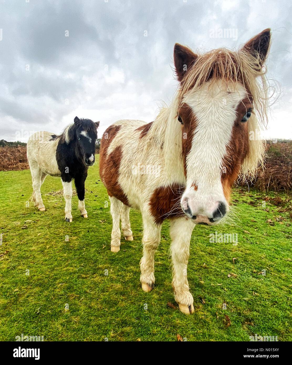 Dartmoor-Ponys in der Nähe von Tavistock, Devon, Großbritannien. November 2021. Kredit Nidpor/Alamy Live Nachrichten Kredit: Nidpor/StockimoNews/Alamy Live Nachrichten Stockfoto