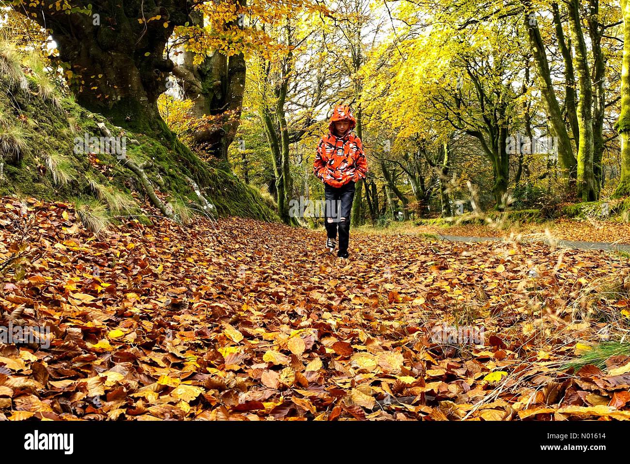 Devon, Großbritannien. 13. November 2021. UK Wetter: Warme Farben für Jack Porter auf dem Herbstspaziergang in Haldon Forest, Devon, UK. November 2021. Credit nidpor/ Alamy Live News Credit: Nidpor/StockimoNews/Alamy Live News Stockfoto