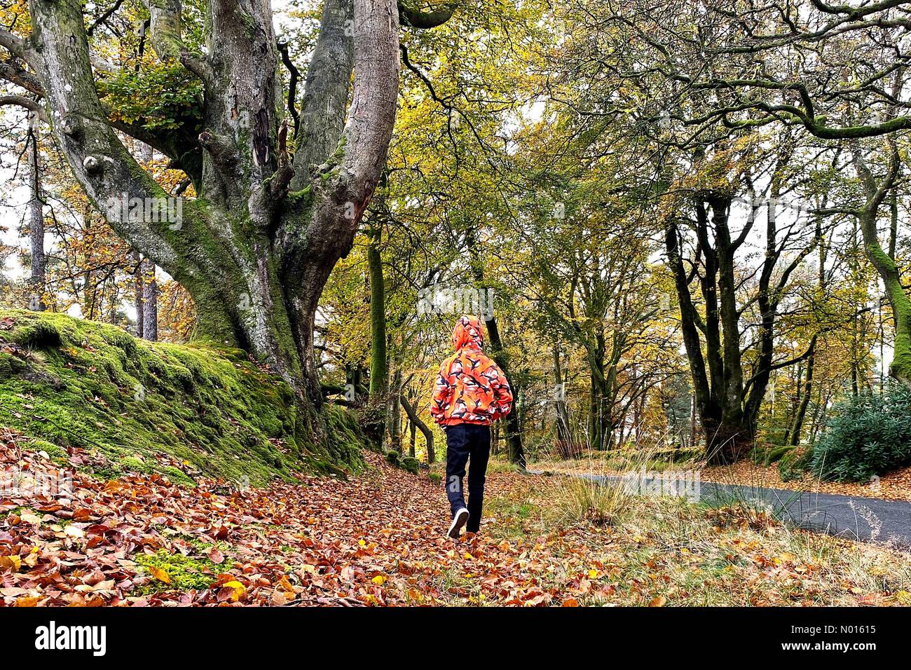 Devon, Großbritannien. 13. November 2021. UK Wetter: Warme Farben für Jack Porter auf dem Herbstspaziergang in Haldon Forest, Devon, UK. November 2021. Credit nidpor/ Alamy Live News Credit: Nidpor/StockimoNews/Alamy Live News Stockfoto