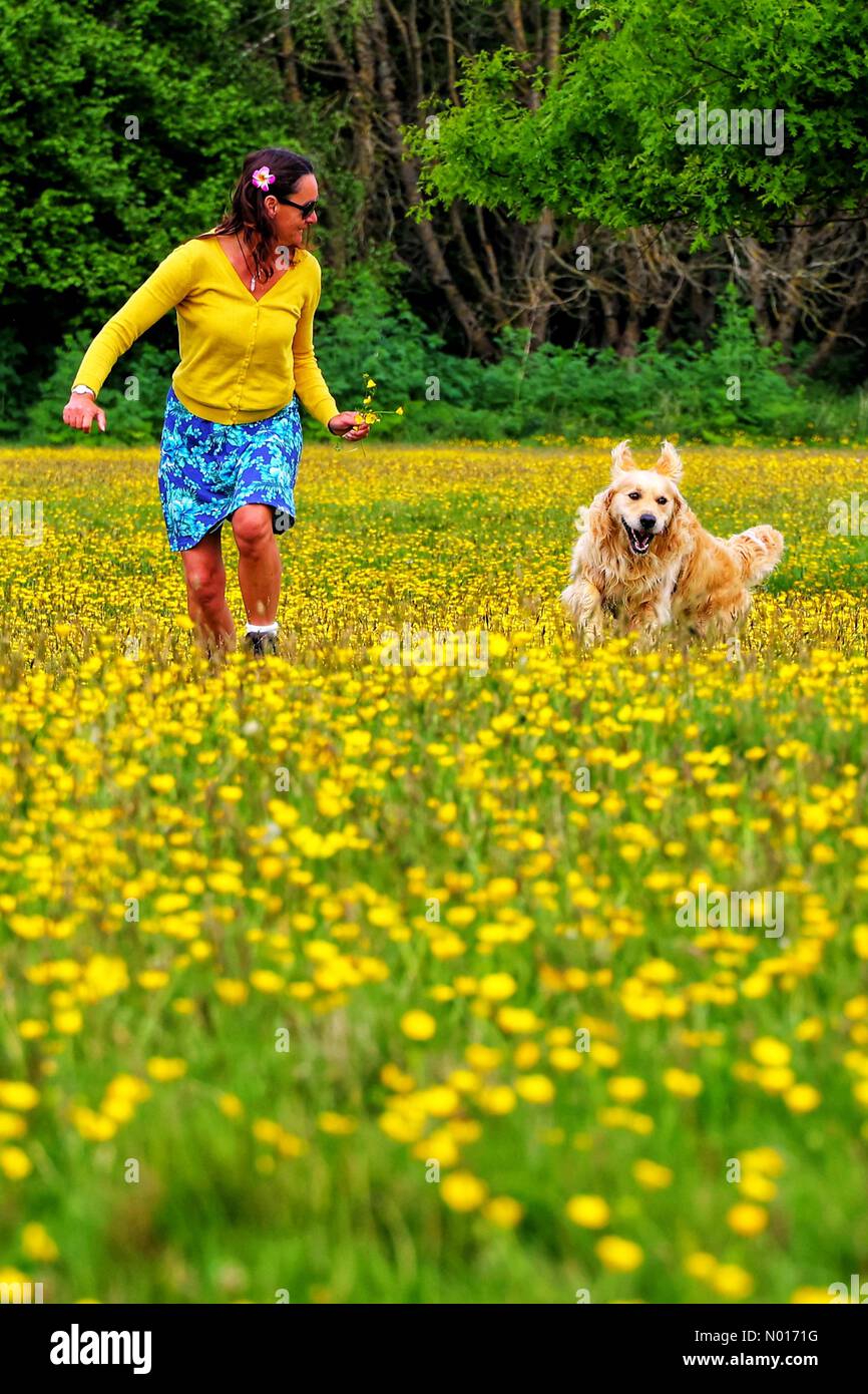 UK Wetter: Raich Keene und Raphael the Retriever spielen in Buttercups in der Nähe von Double Locks, Exeter, Devon, UK. 13. Mai 2022. Credit nidpor/ Alamy Live News Credit: Nidpor/StockimoNews/Alamy Live News Stockfoto