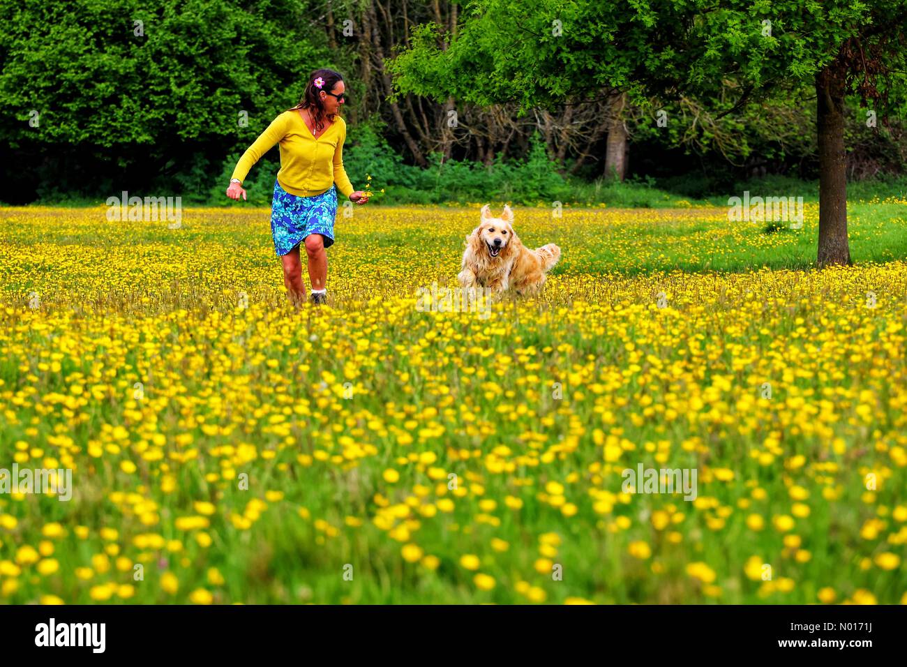 UK Wetter: Raich Keene und Raphael the Retriever spielen in Buttercups in der Nähe von Double Locks, Exeter, Devon, UK. 13. Mai 2022. Credit nidpor/ Alamy Live News Credit: Nidpor/StockimoNews/Alamy Live News Stockfoto