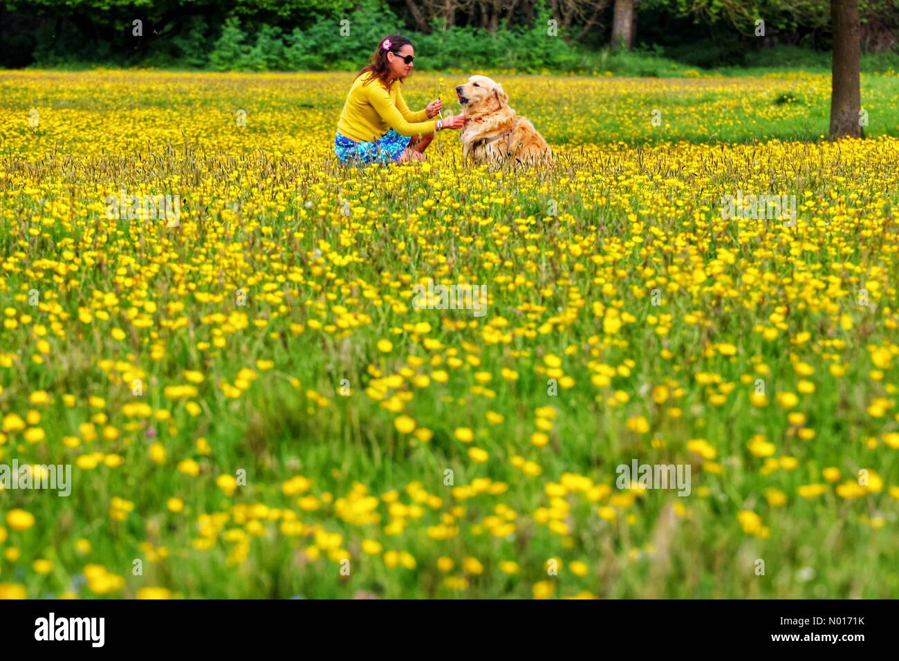 UK Wetter: Raich Keene und Retriever Raphael entspannen sich in Butterblumen in der Nähe von Double Locks, Exeter, Devon, UK. 13.. Mai 2022. Credit nidpor/ Alamy Live News Credit: Nidpor/StockimoNews/Alamy Live News Stockfoto