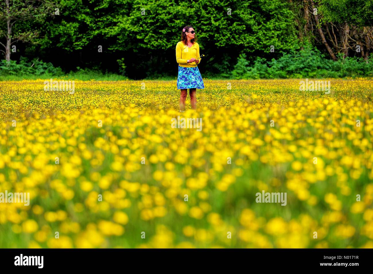 UK Wetter: Raich Keene zu Fuß in Butterhüpfern in der Nähe von Double Locks, Exeter, Devon, UK. 13.. Mai 2022. Credit nidpor/ Alamy Live News Credit: Nidpor/StockimoNews/Alamy Live News Stockfoto