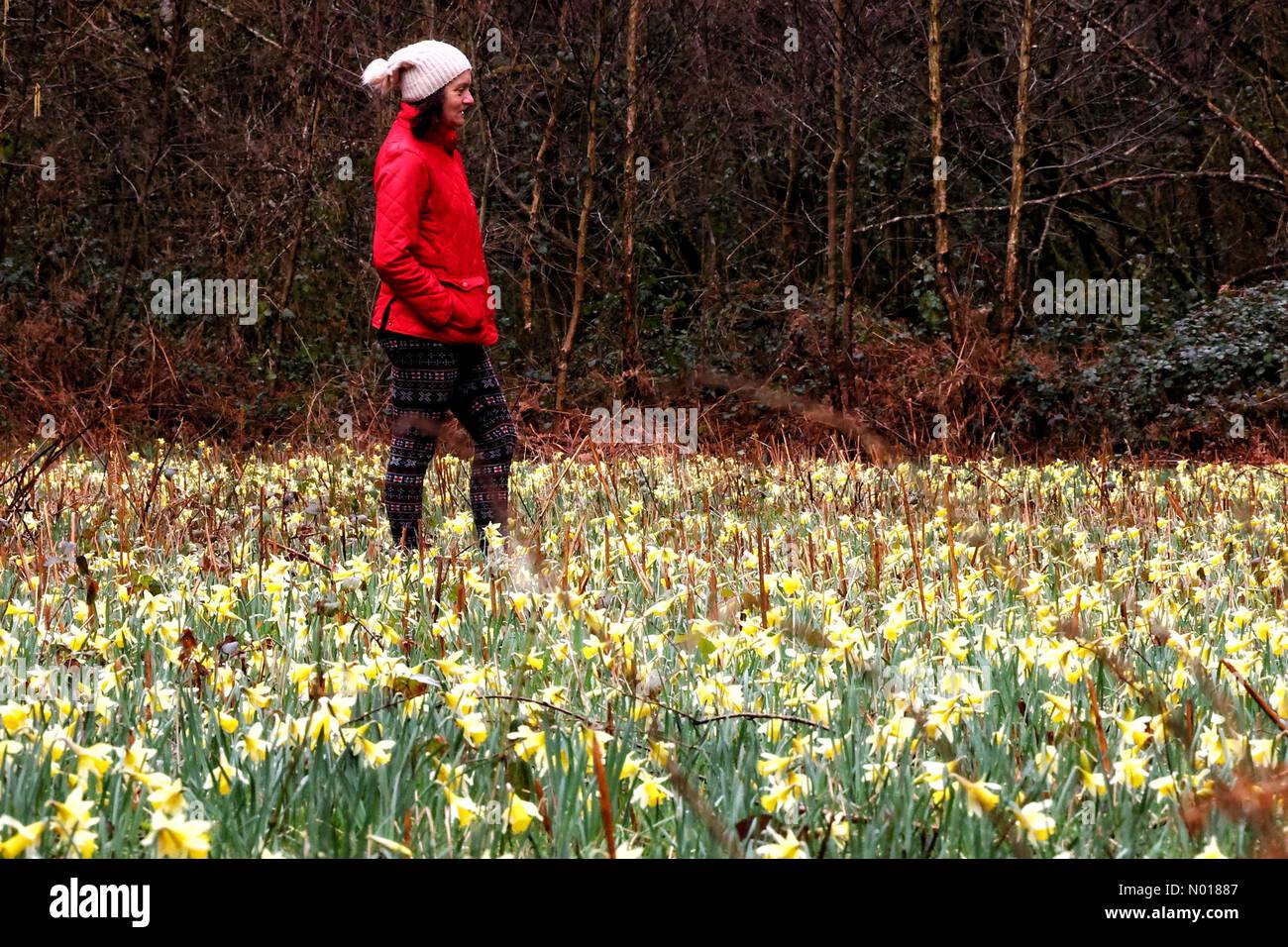 UK Weather: Tausende von wilden Narzissen in blühenden Teppichen im Wald von Dunsford. Raich Keene und Raphael, der Retriever. Dunsford, Devon, Großbritannien. 24. März 2023. Credit nidpor/Alamy Live News Credit: Nidpor/StockimoNews/Alamy Live News Stockfoto