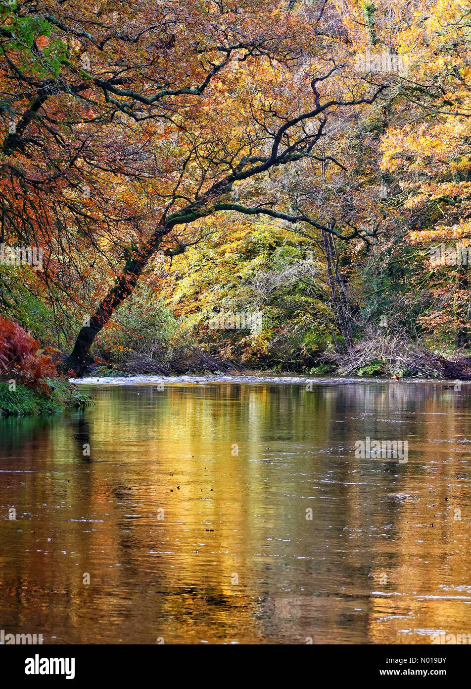 Ruhige Szene River Dart mit farbenfrohen Herbstreflektionen in Hembury Woods, Dartmoor, Devon, Großbritannien. 9. November 2023. Credit Nidpor Credit: Nidpor/StockimoNews/Alamy Live News Stockfoto