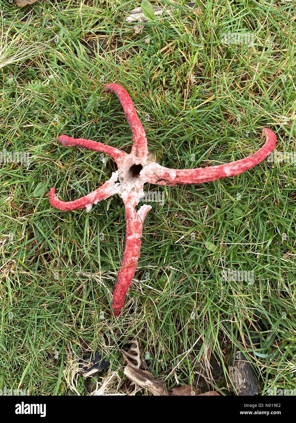 Seltener auffälliger Teufelsfinger-Pilz „Clathrus archeri“ ein stinkender, seltsam aussehender Pilz, der auch als Oktopusstinkhorn oder Oktopuspilz bezeichnet wird. Dartmoor, Devon, Großbritannien. 17. Nov, 2023 Credit: Nidpor/StockimoNews/Alamy Live News Stockfoto