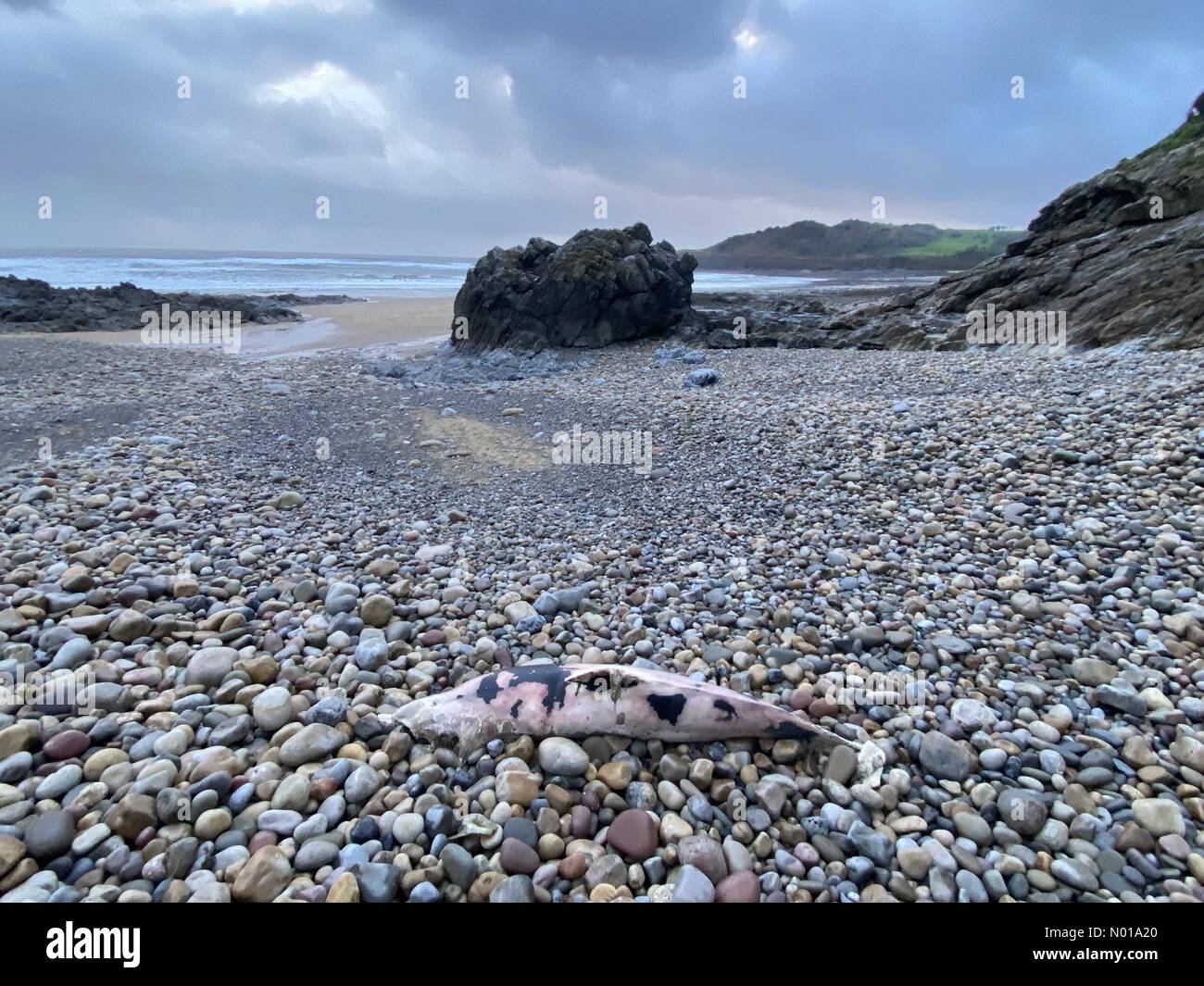 Rotherslade Bay, Swansea, Wales, Großbritannien. 31sr Dez 2023. Ein toter Schweinswal wird heute Nachmittag bei stürmischem Wetter in der Rotherslade Bay in Swansea angespült. Quelle: Phil Rees/StockimoNews/Alamy Live News Stockfoto