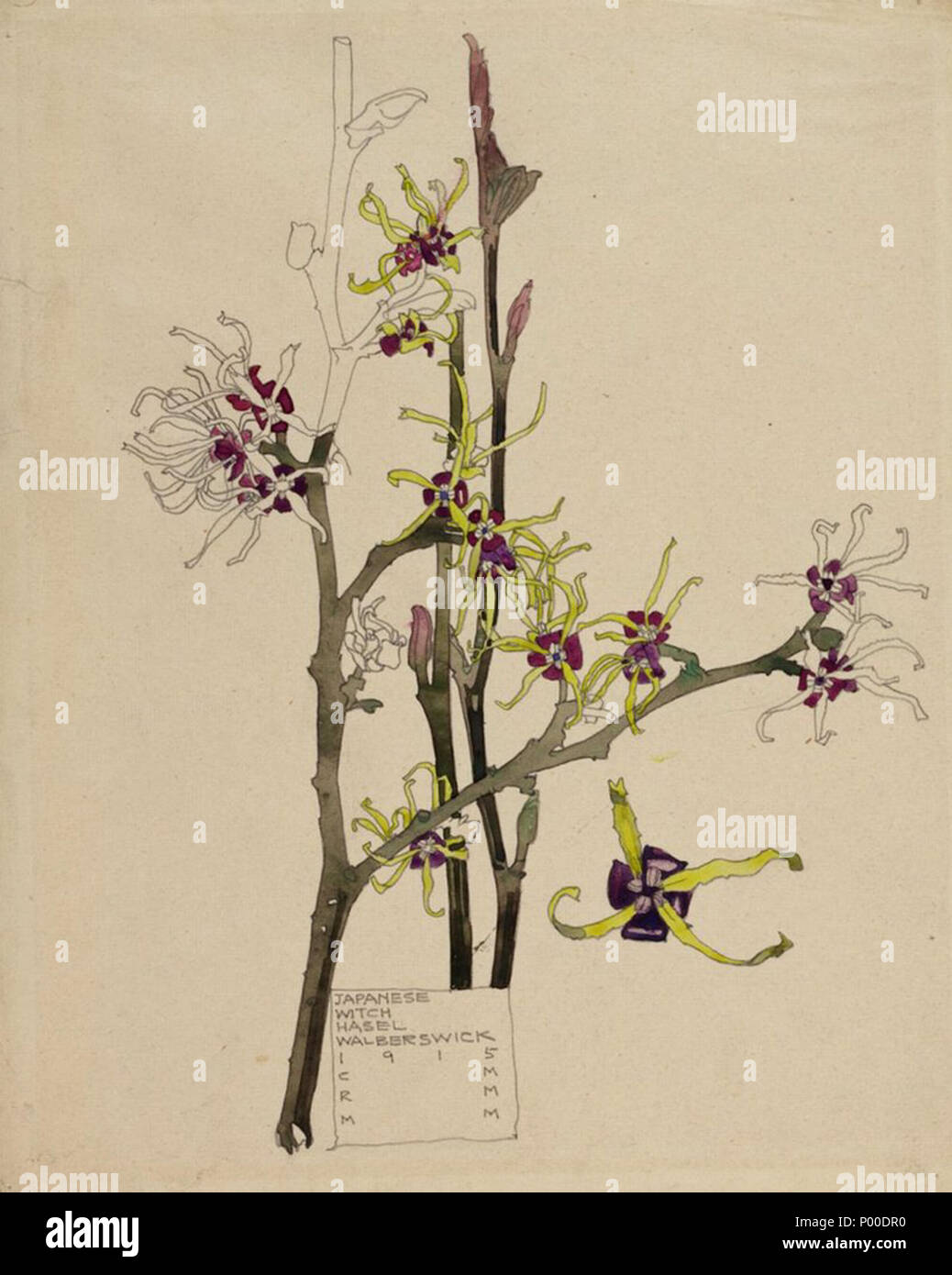 . Englisch: Japanische Zaubernuss, Walberswick. Charles & Margaret Mackintosh. 1915. . 1915. Charles Rennie Mackintosh (1868 - 1928) Alternative Namen: Charles Rennie Mackintosh Beschreibung der britische Architekt, Maler, Designer und Bildhauer Geburtsdatum / Tod vom 7. Juni 1868 10. Dezember 1928 Ort der Geburt / Tod in London arbeiten Ort Glasgow Glasgow, London Authority control: Q 220703 VIAF:?:? ISNI 74645185 0000 0001 09165327 ULAN:?? n 500022117 LCCN: 79109001 NLA:? 35320010 WorldCat Margaret MacDonald (1865 - 1933) Alternative Namen Margaret Macdonald Beschreibung der britische Künstler D Stockfoto . Englisch: Japanische Zaubernuss, Walberswick. Charles & Margaret Mackintosh. 1915. . 1915. Charles Rennie Mackintosh (1868 - 1928) Alternative Namen: Charles Rennie Mackintosh Beschreibung der britische Architekt, Maler, Designer und Bildhauer Geburtsdatum / Tod vom 7. Juni 1868 10. Dezember 1928 Ort der Geburt / Tod in London arbeiten Ort Glasgow Glasgow, London Authority control: Q 220703 VIAF:?:? ISNI 74645185 0000 0001 09165327 ULAN:?? n 500022117 LCCN: 79109001 NLA:? 35320010 WorldCat Margaret MacDonald (1865 - 1933) Alternative Namen Margaret Macdonald Beschreibung der britische Künstler D Stockfoto