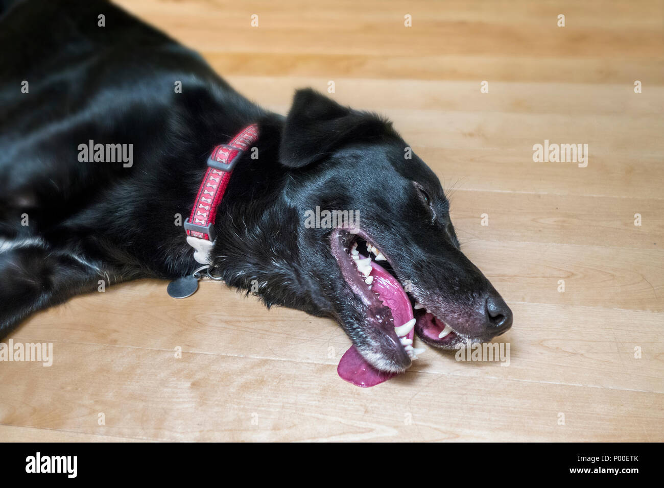 Hund Schläft Mit Der Zunge Raus Stockfotos und bilder Kaufen Alamy
