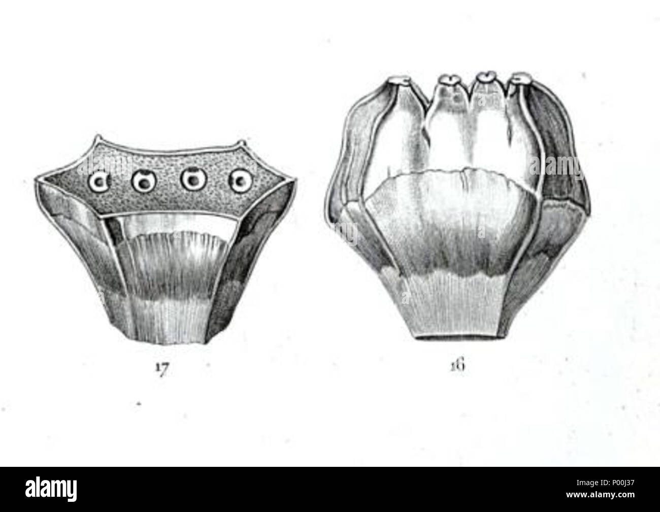 . Englisch: Steinfrüchte des Pandanus abies Abbildung kann von 1836-7. 1836. M. Vaillant, Atlas, t. 31 (1841-1852) 79 Pandanus abies Steinfrüchte illus-- 1836-7 Stockfoto