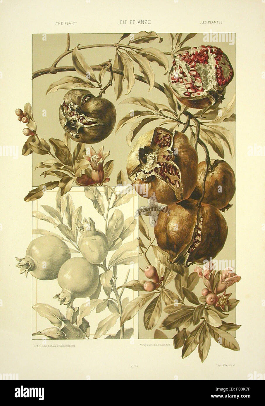 . Englisch: Lithographie von Anton Seder (1850-1916), Jugendstil Drucken 1890, Titel: granatäpfel English: Lithogafie von Anton Seder aus dem Jahr 1890, Jugendstil, Titel: Granatäpfel. 4 November 2008, 09:52:32. Anton Seder 370 Anton Seder Granatäpfel Stockfoto