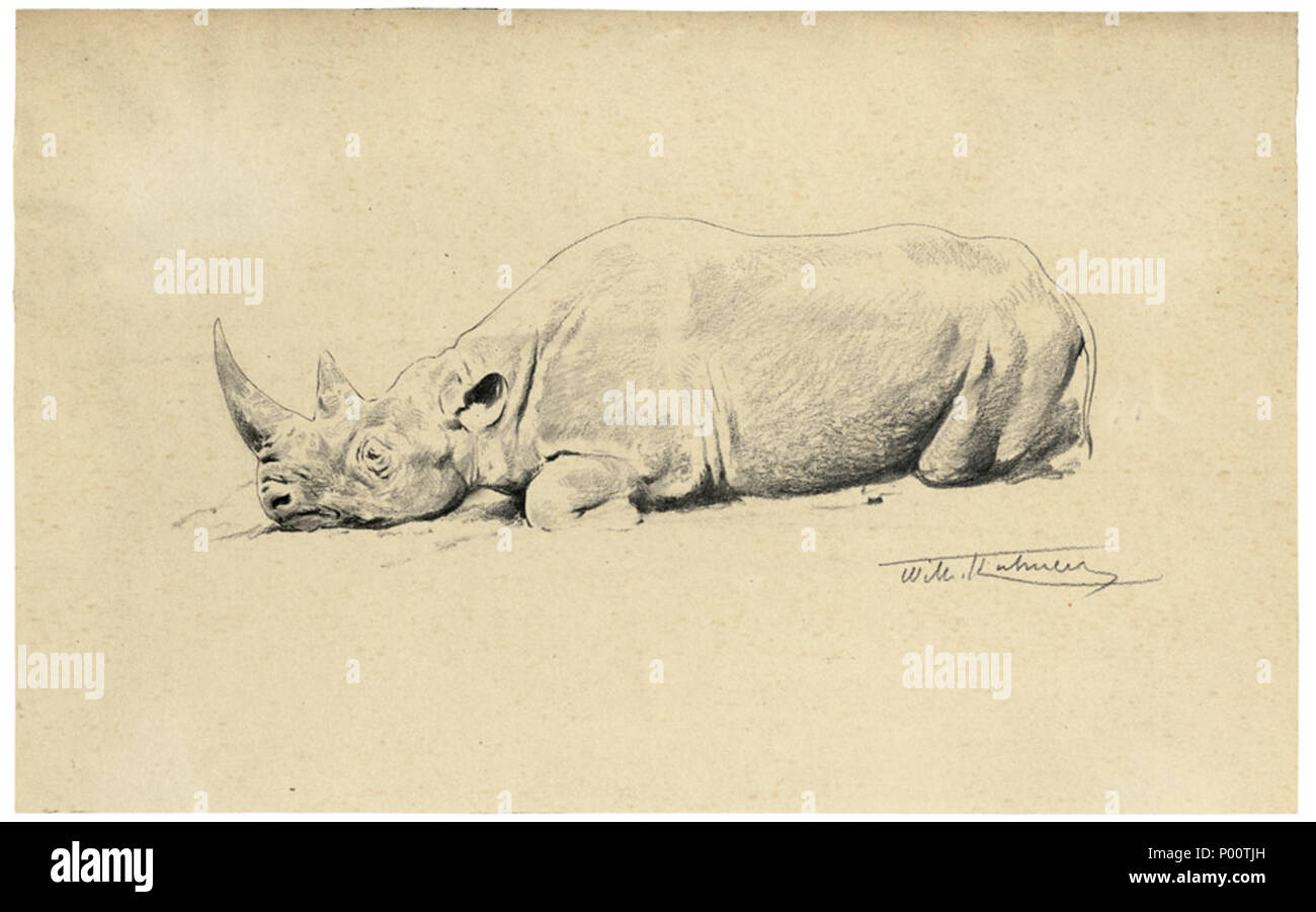 . Ruhendes Nashorn. Bleistift auf Velin. 18,1 x 29 cm. Unten rechts signiert" Wilh. Putsch gmbh & co. Kuhnert'. . Von 1926. Wilhelm Kuhnert (1865-1926) Alternative Namen Friedrich Wilhelm Karl Kuhnert; Wilhelm Friedrich Karl Kuhnert; Friedrich Wilhelm Carl Kuhnert Beschreibung Deutsche Maler und Illustrator Datum der Geburt / Tod 18. September 1865 und 28. September 1865 11. Februar 1926 Ort der Geburt / Todes Oppeln Flims/Graubünden Arbeitsort Berlin, Ägypten, Ostafrika, Indien Authority control: Q 315022 VIAF:?:? ISNI 35212410 0000 0001 10536421 ULAN:?? Nr. 500030818 LCCN: 90007973 GND:? 116605960 WorldCat 1. Stockfoto