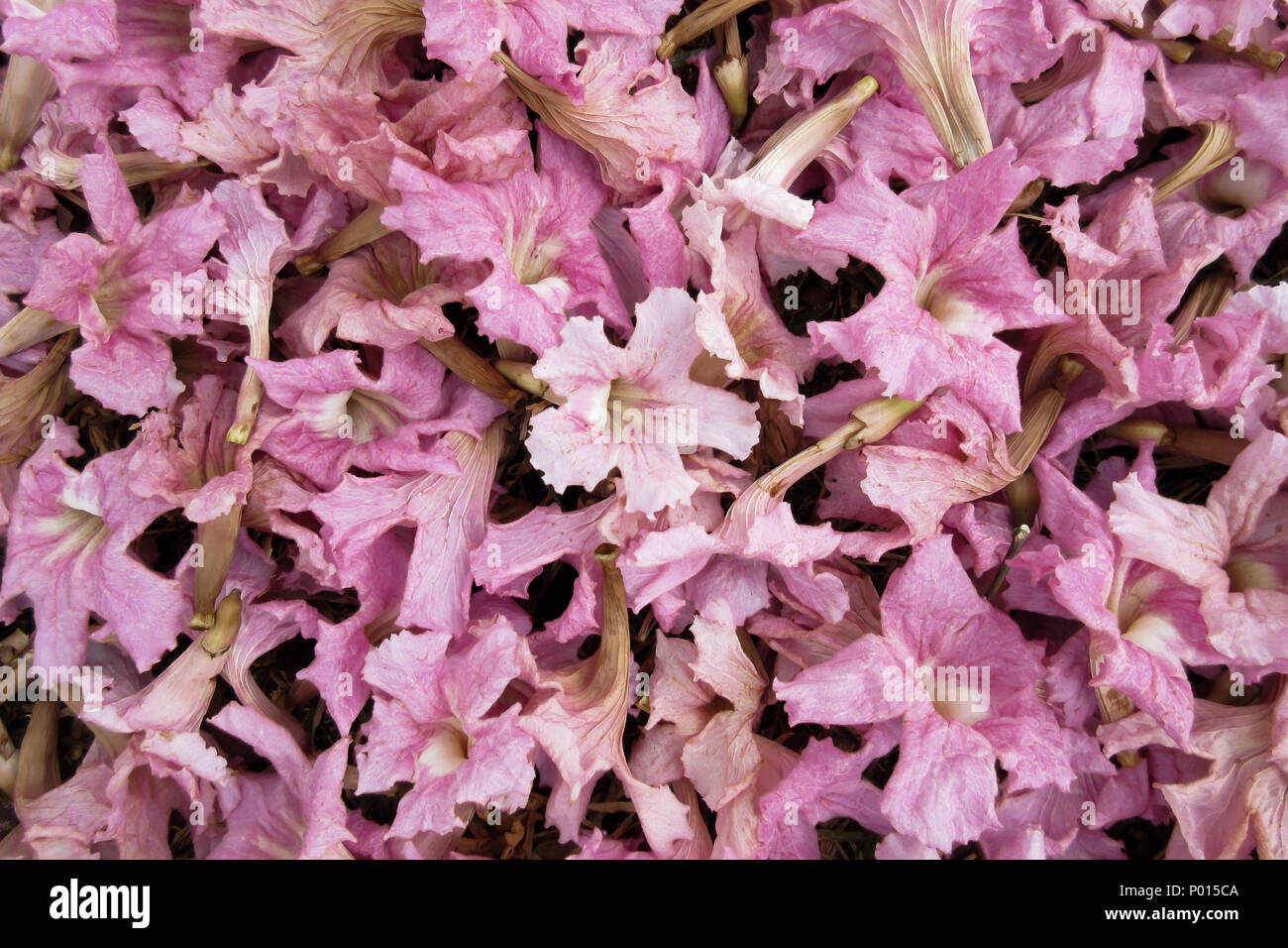 Rosa Blumen Teppich Stockfoto