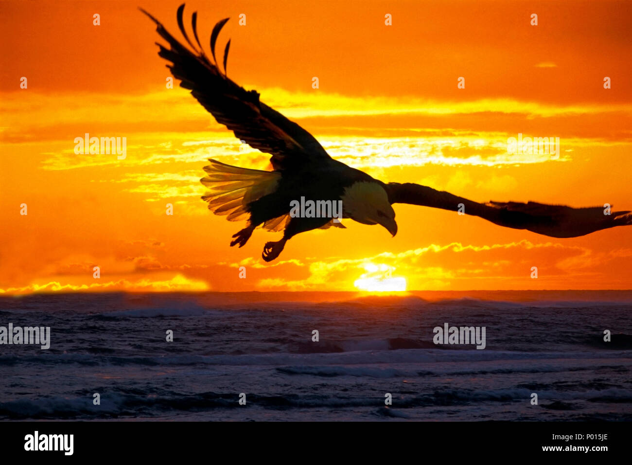 Weißkopfseeadler, der bei Sonnenuntergang über dem Wasser schwingt. Stockfoto