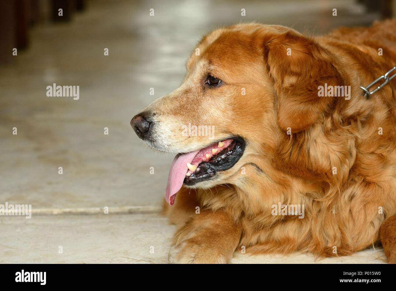 Schöne Golden Retriever Hund entspannen in Thai heißen Sommer Stockfoto