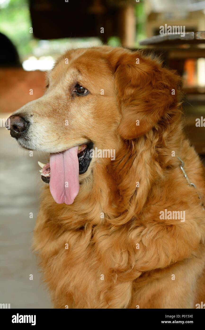 Schöne Golden Retriever Hund entspannen in Thai heißen Sommer Stockfoto