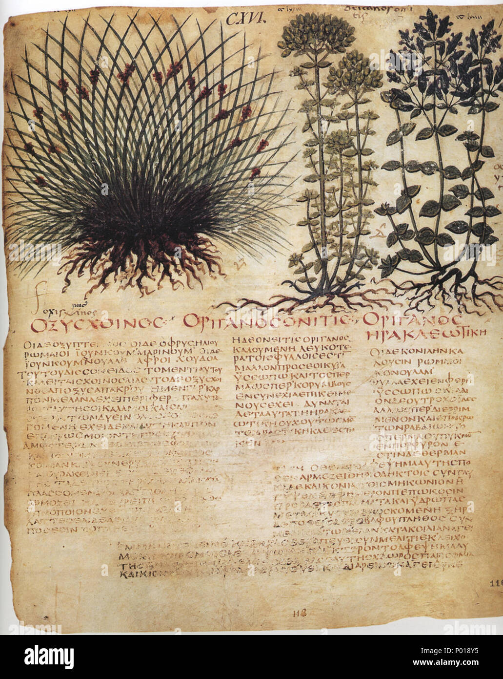 . Pflanzliche; De Materia Medica. 1655 2 59 - Dioscoride VII sec Stockfoto
