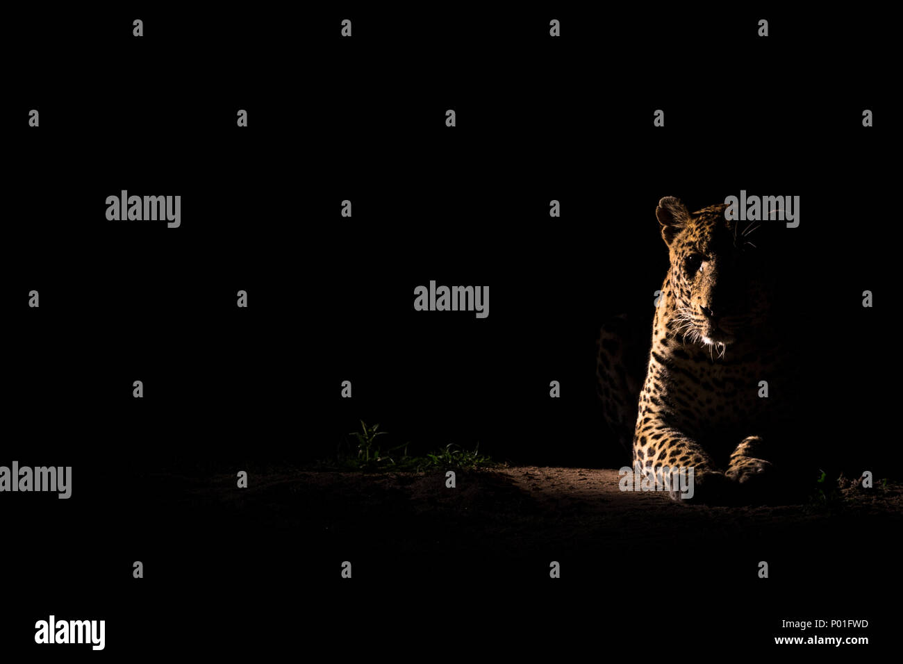 Seitenansicht eines Leopard ruht in der Nacht Stockfoto