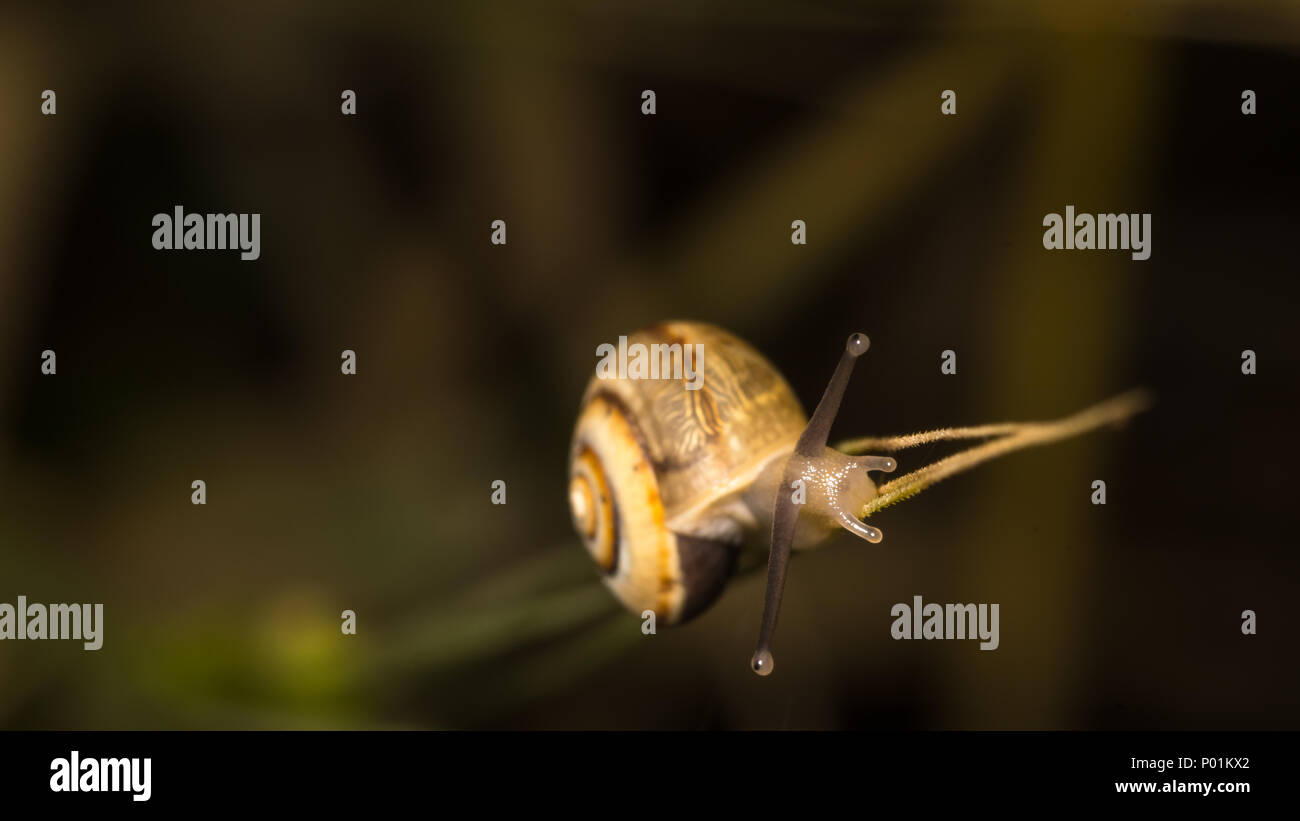 Nahaufnahme einer Schnecke im Wilden - Israel Stockfoto