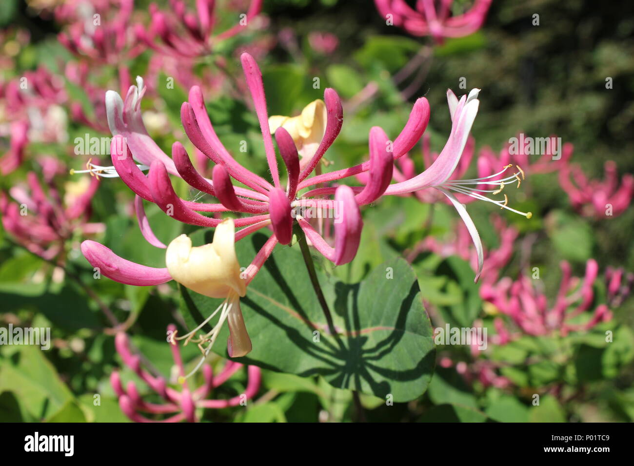 Pink und Gelb geißblatt Casting einen tiefen Schatten auf einem grünen Blatt mit einem Hintergrund von grünem Laub und rosa Blume im Sonnenlicht Stockfoto