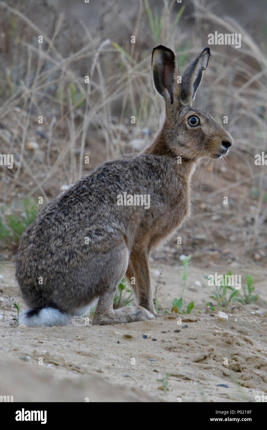 Feldhase/Europäischen Hase/Feldhase (Lepus europaeus) weibliche Erwachsene, sitzen in der Steigung einer Sandgrube, aufmerksam beobachten, voller Körper, Seitenansicht Stockfoto